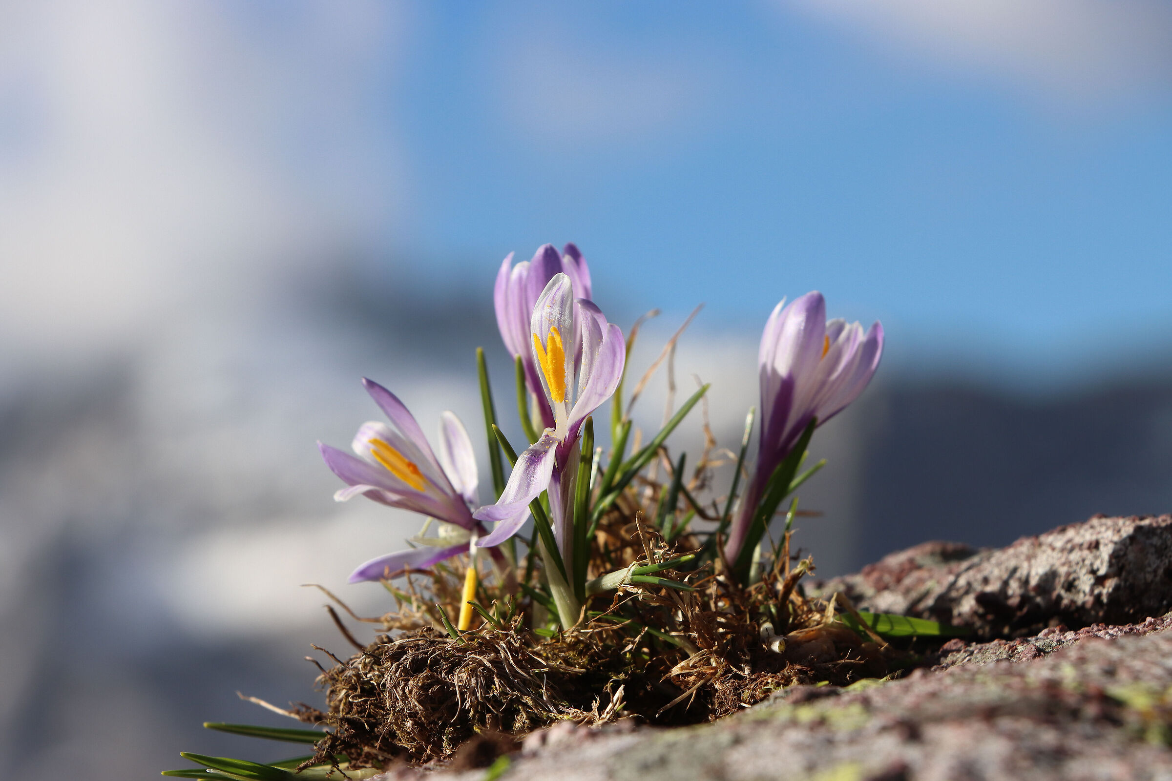 Even at high altitudes it is spring