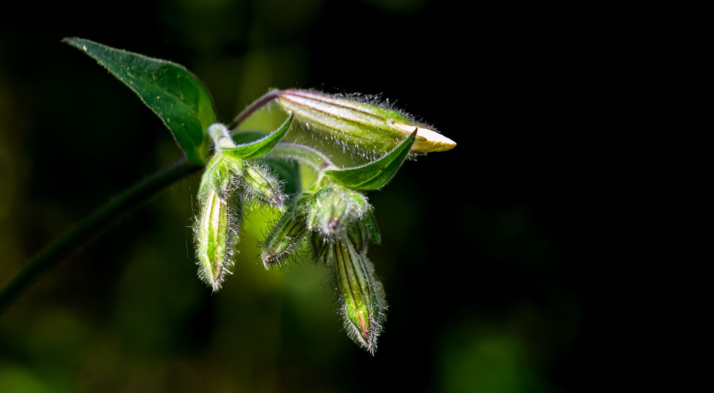 Borage
