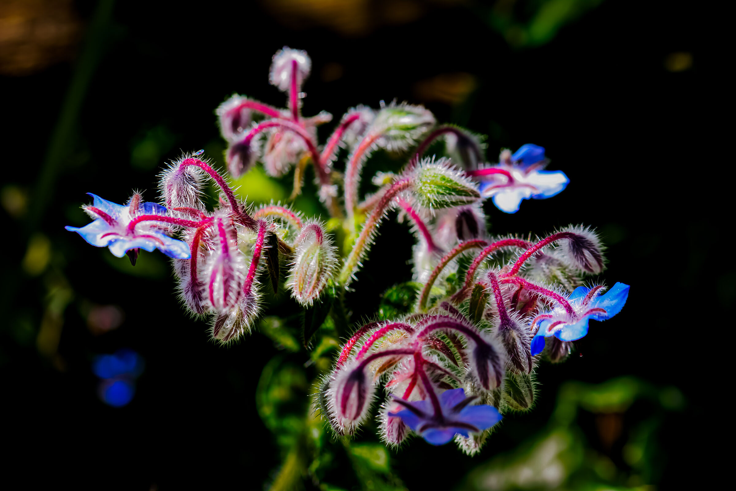 Borage
