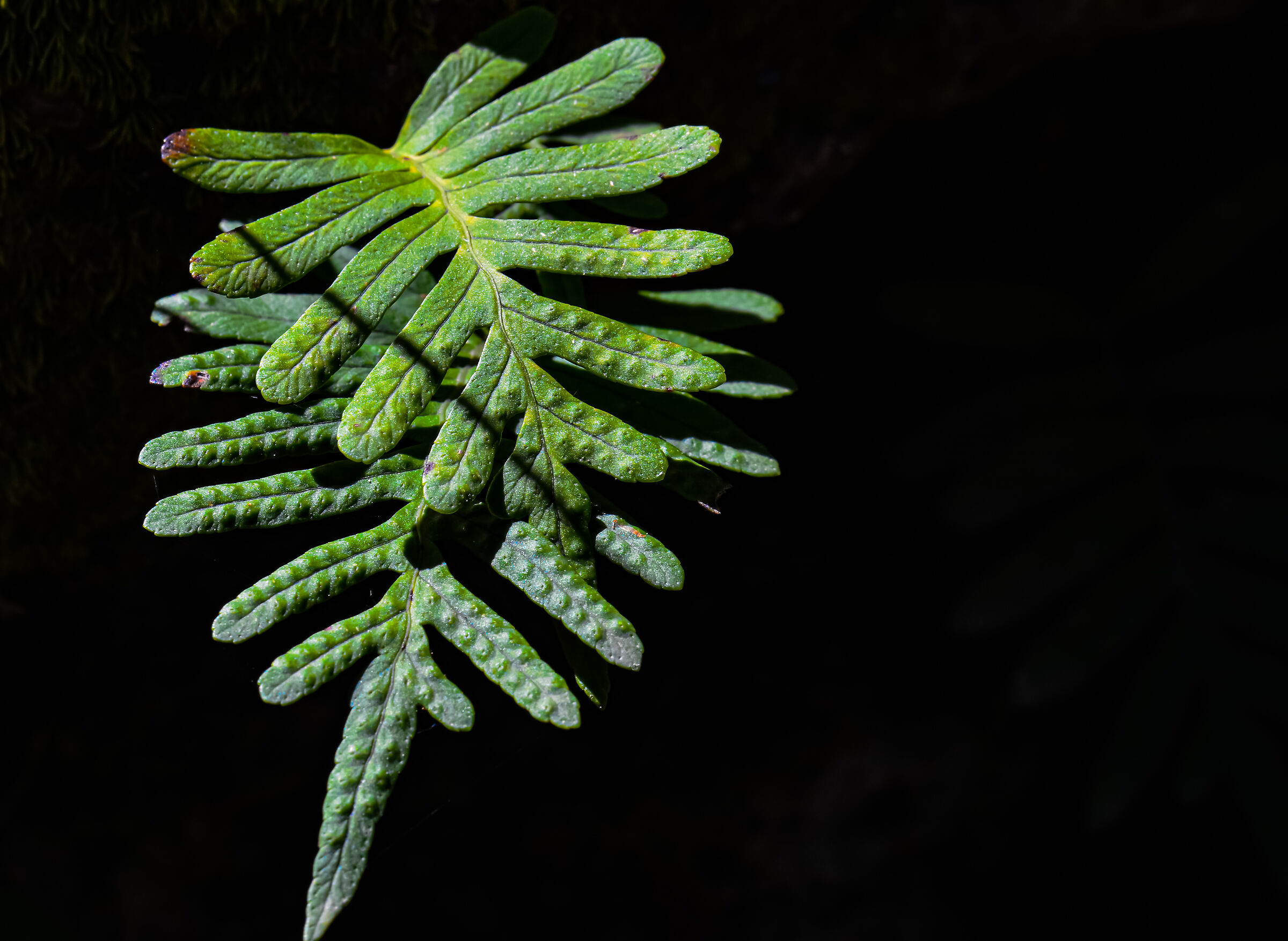 Fern