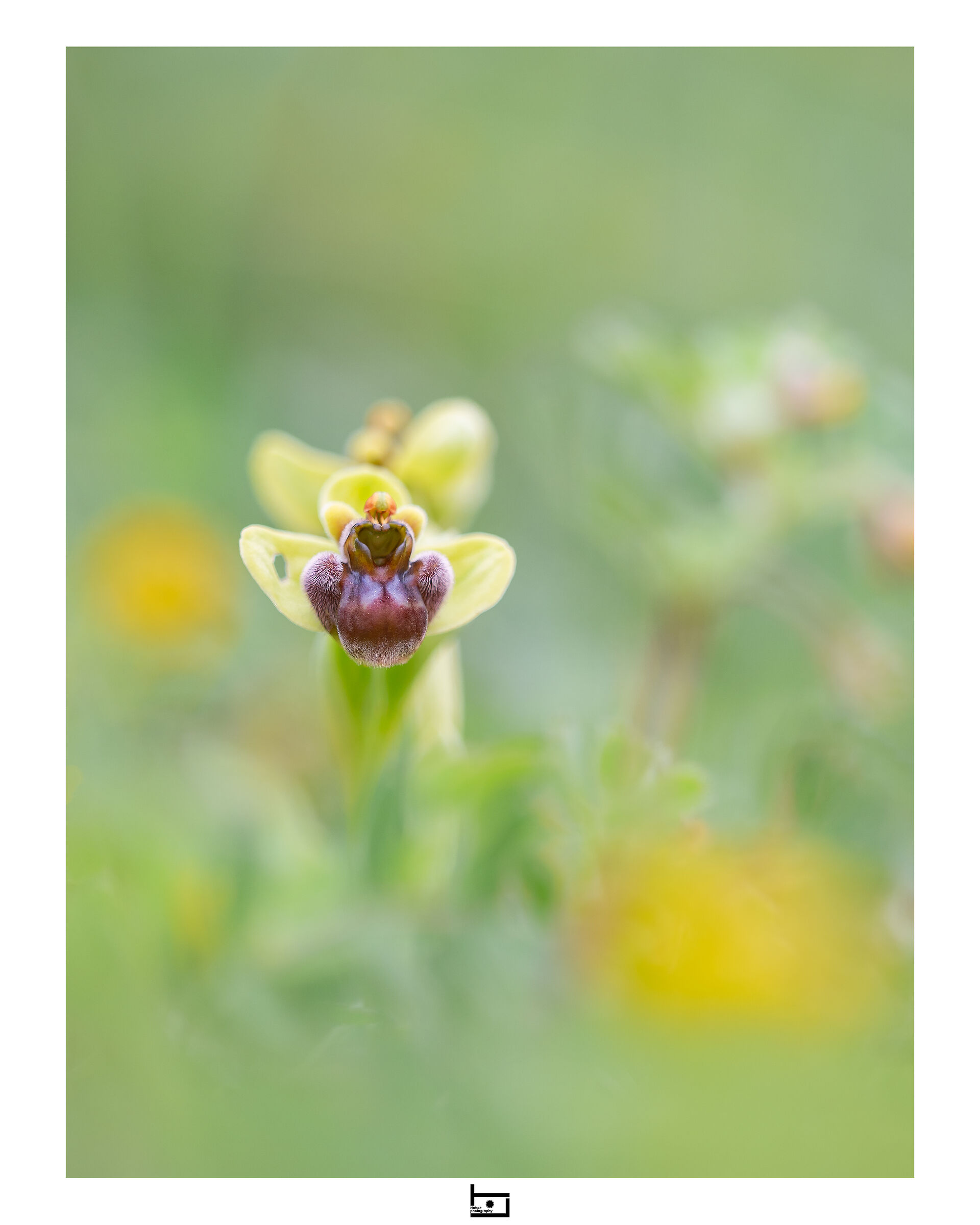 Bumblebee