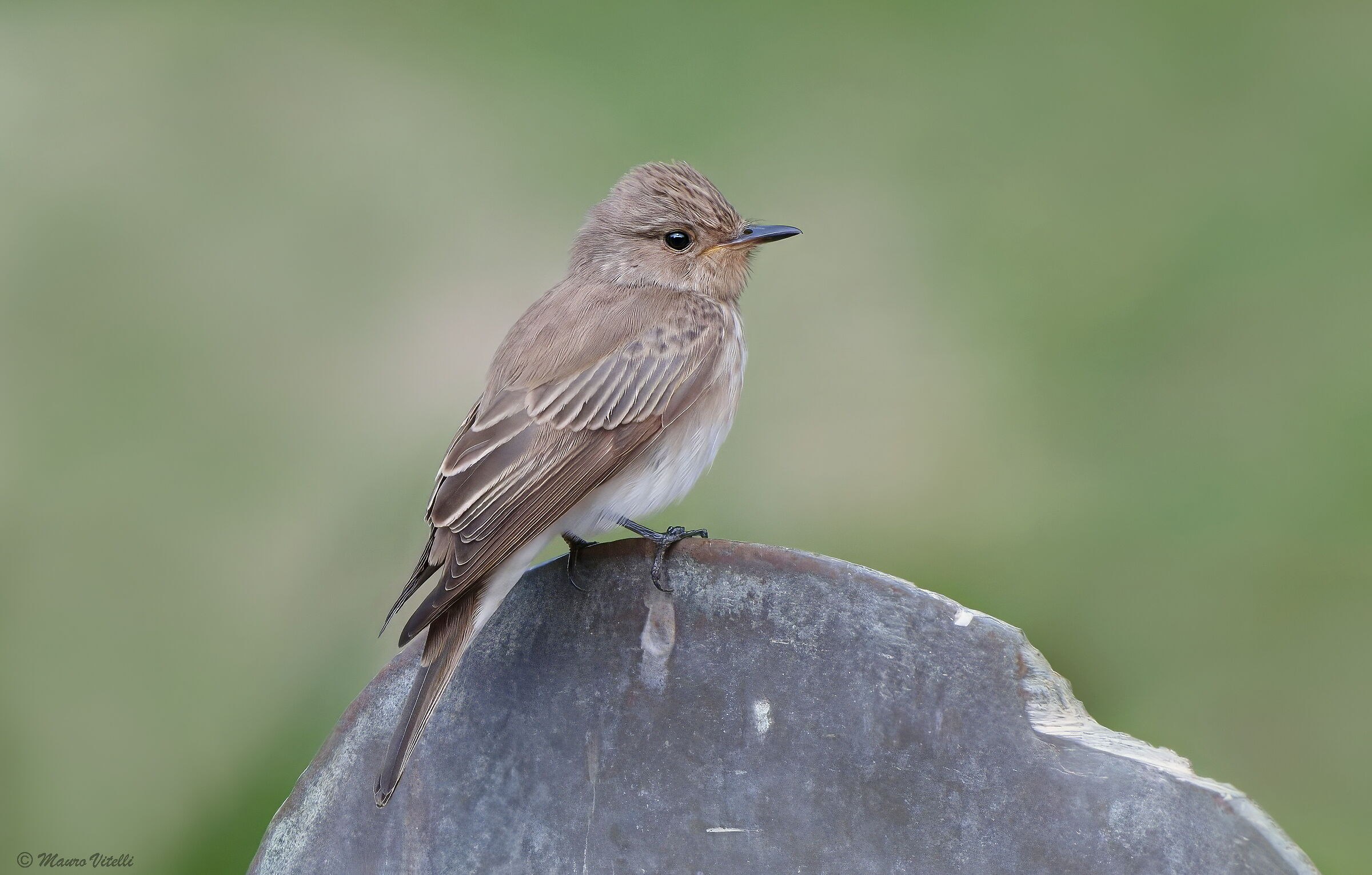 Flycatcher (Muscicapa striata)
