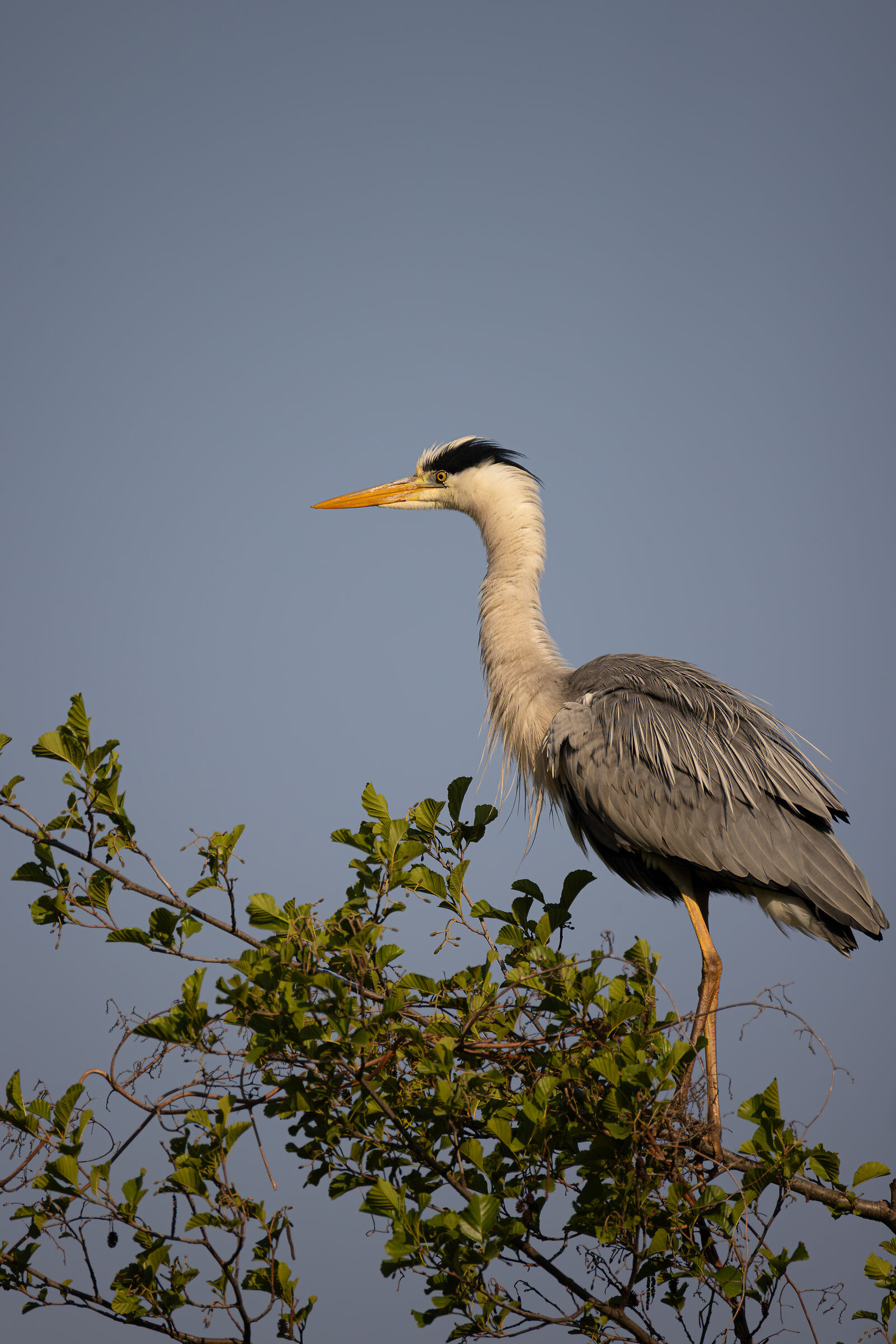 Feathers in the wind