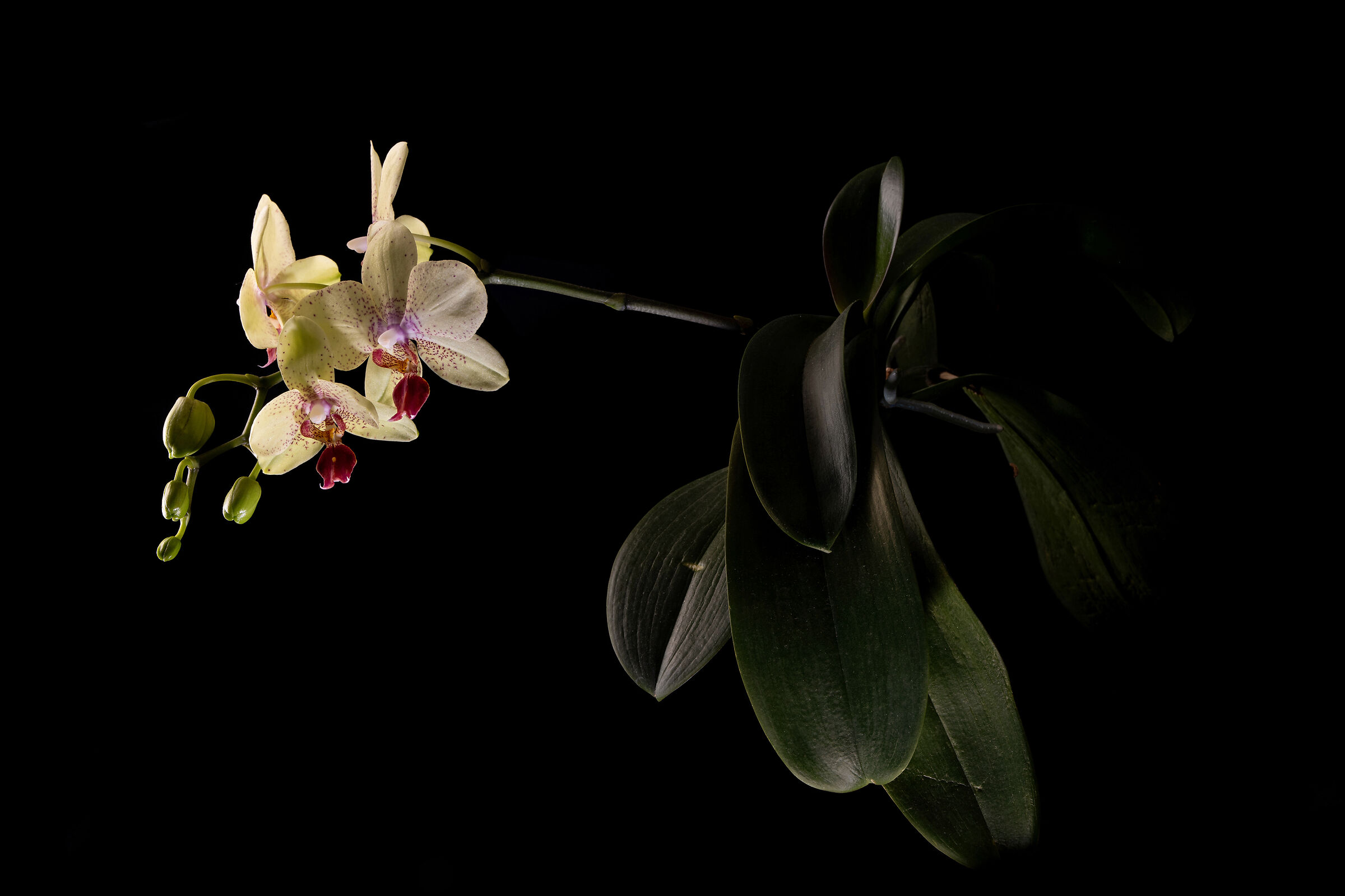Phalaenopsis