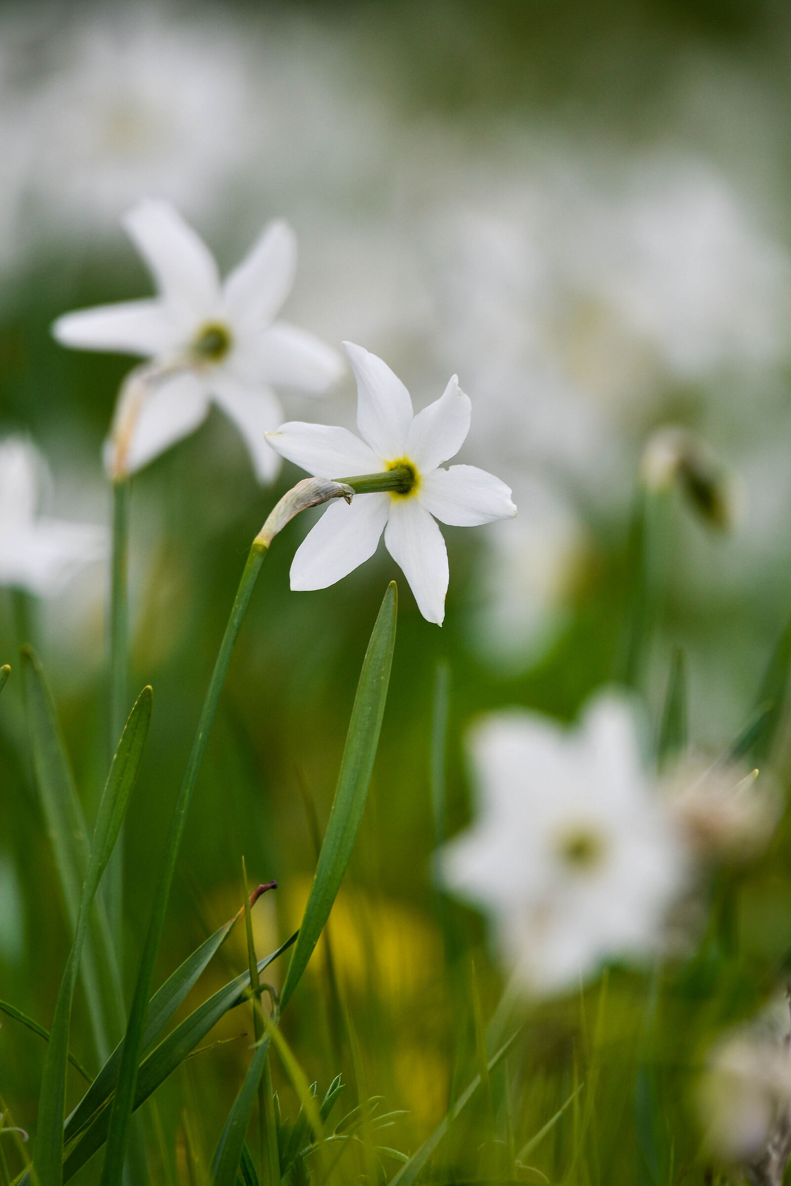 Fioritura giunchiglie sul Monte Croce