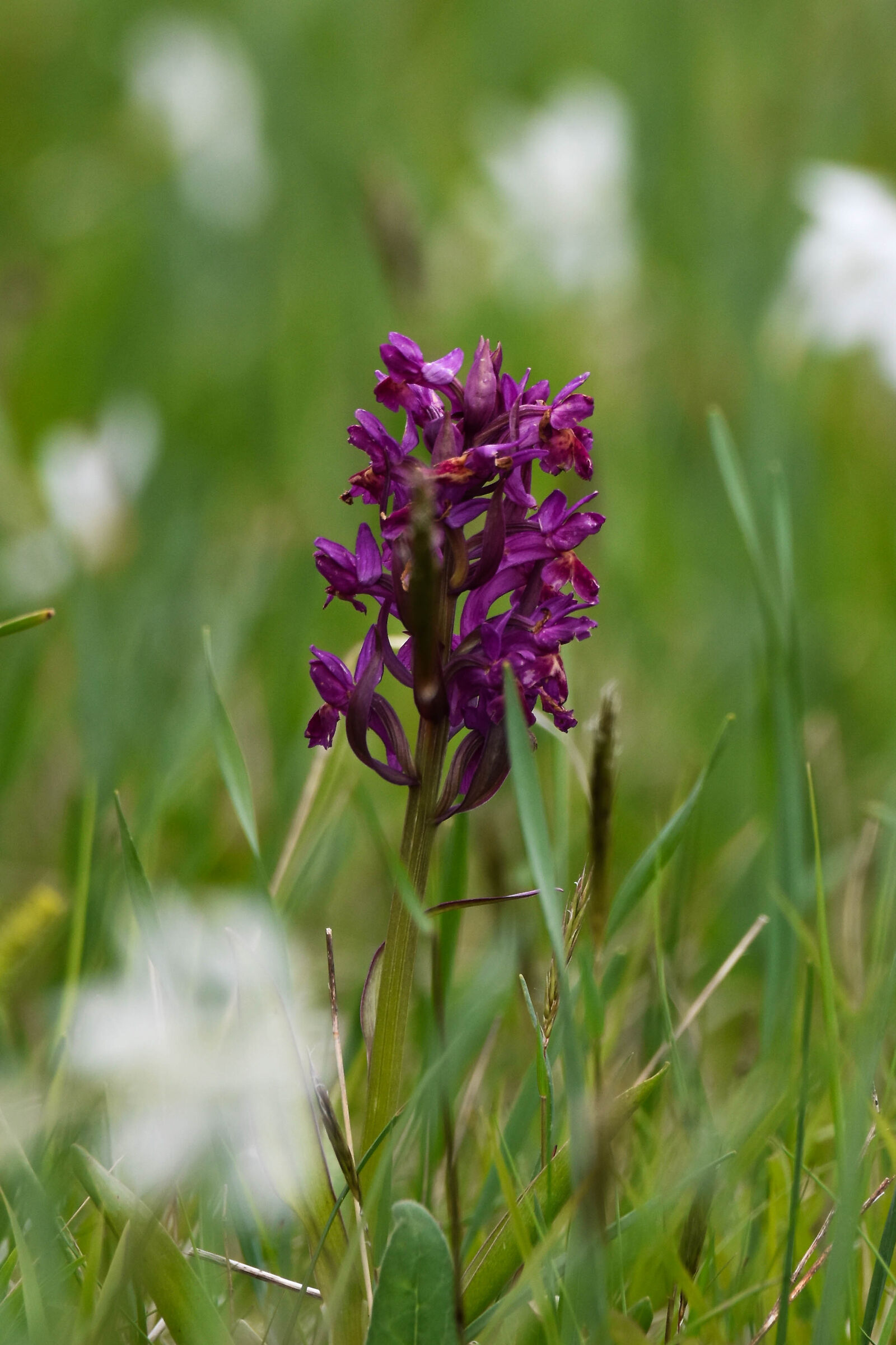 Dactylorhiza sambucina e giunchiglie