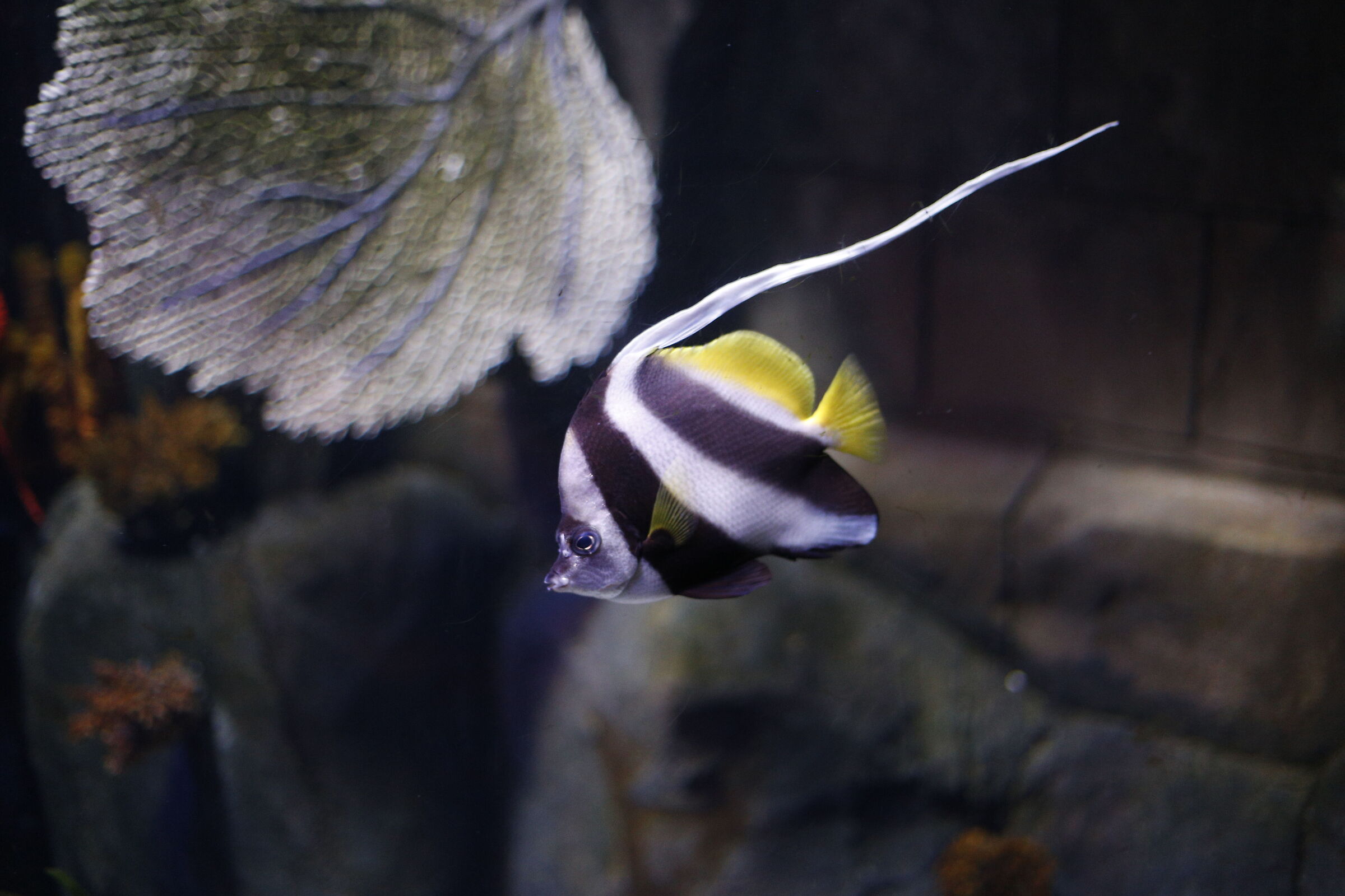 Pesce farfalla pennato innamorato