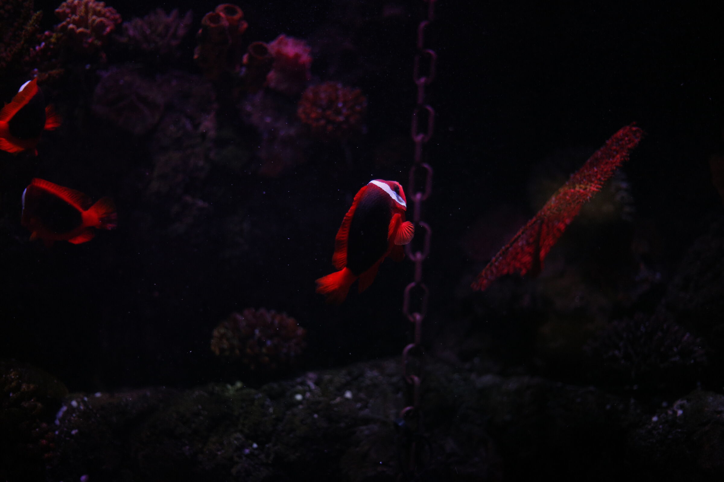 Pesce pagliaccio alla cannella