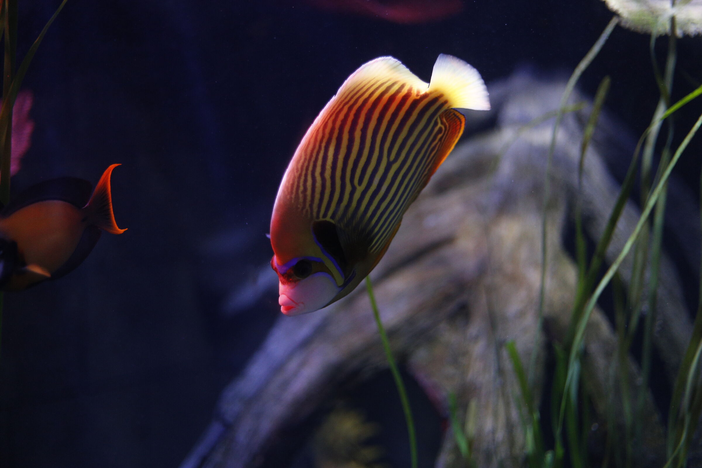 Pesce angelo imperatore