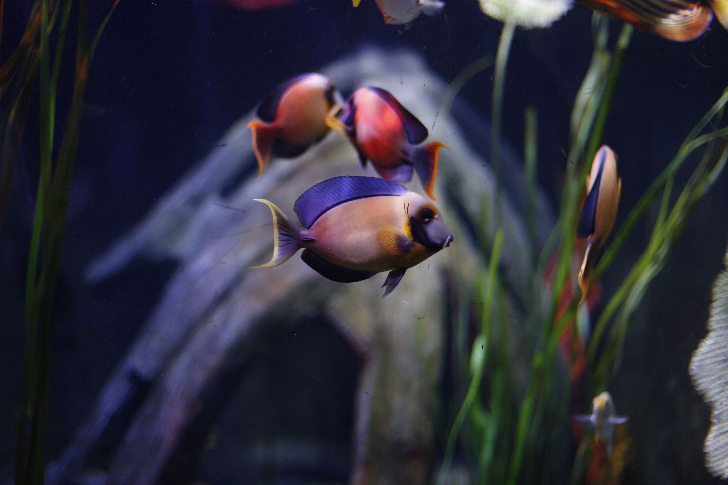 Acanthurus pyroferus