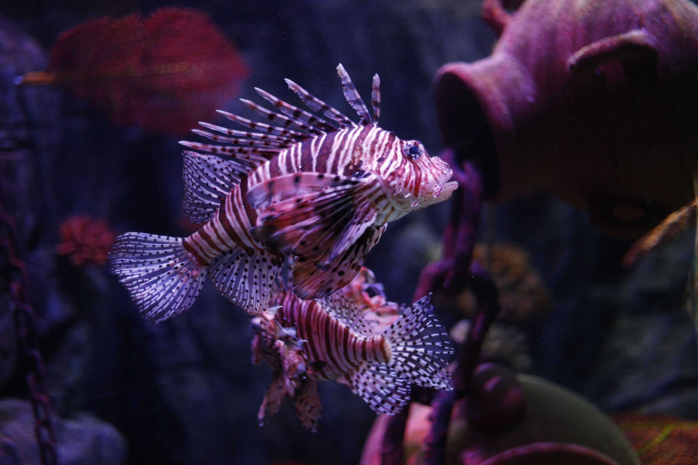 Pesce scorpione orientale