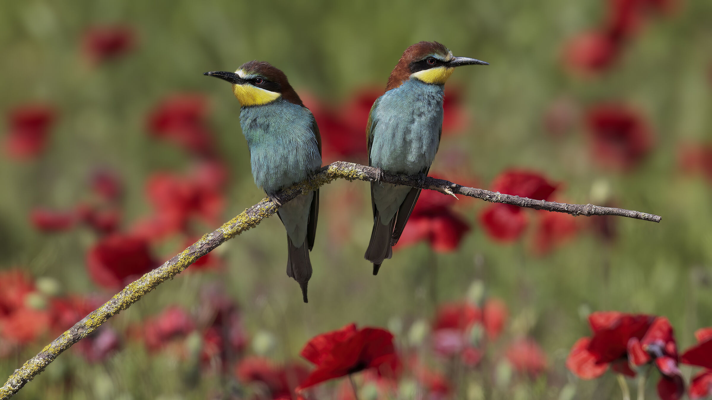 gruccioni e papaveri