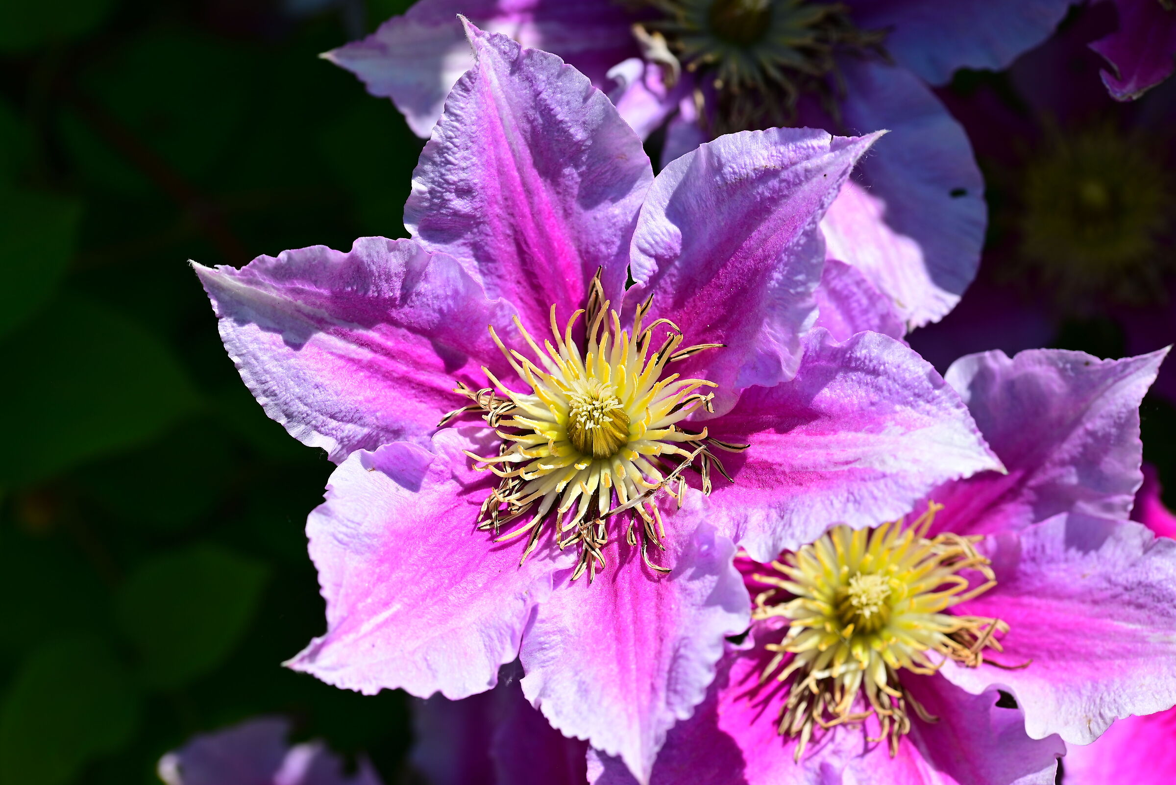 Clematis