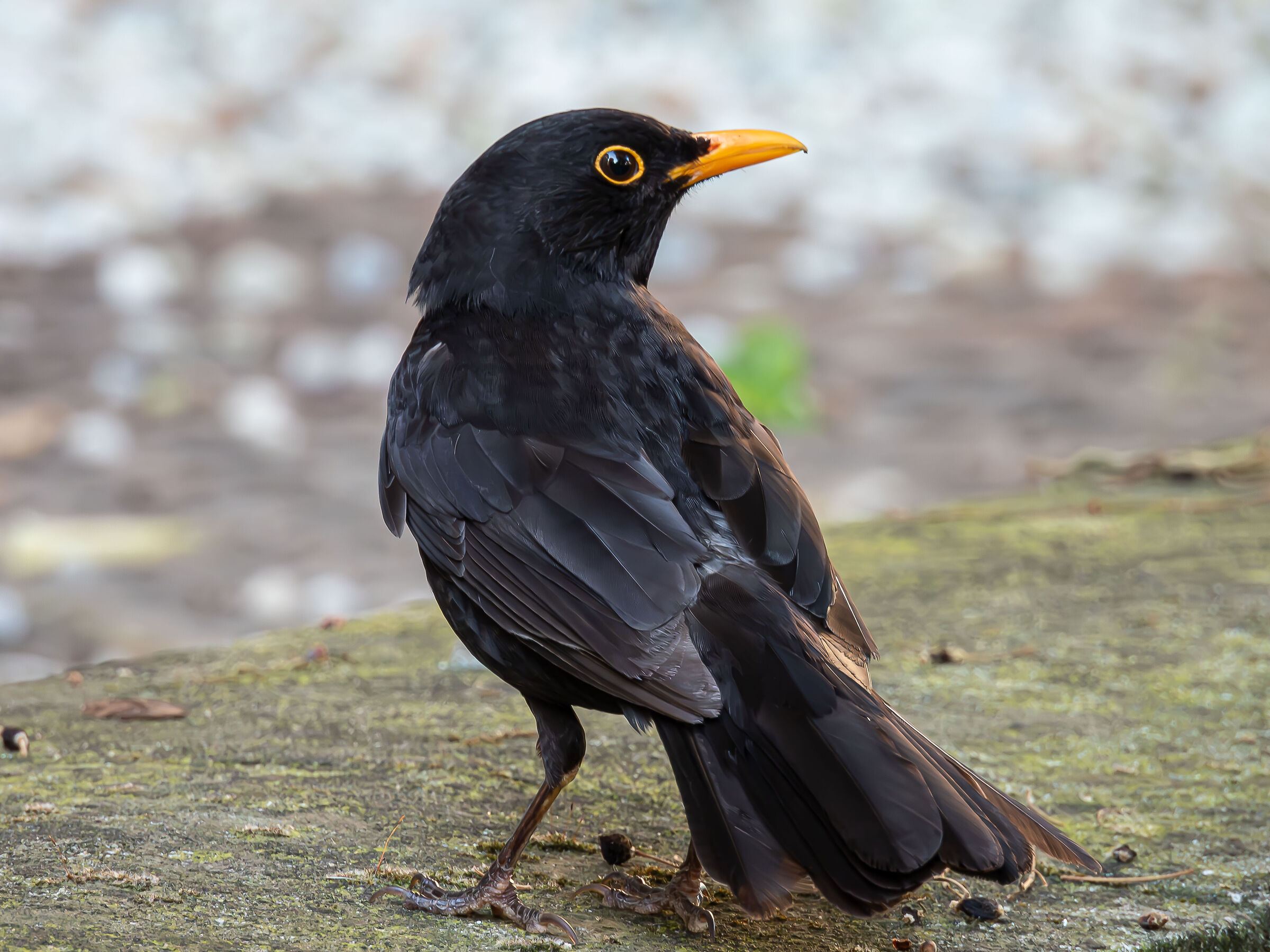 Try Blackbird