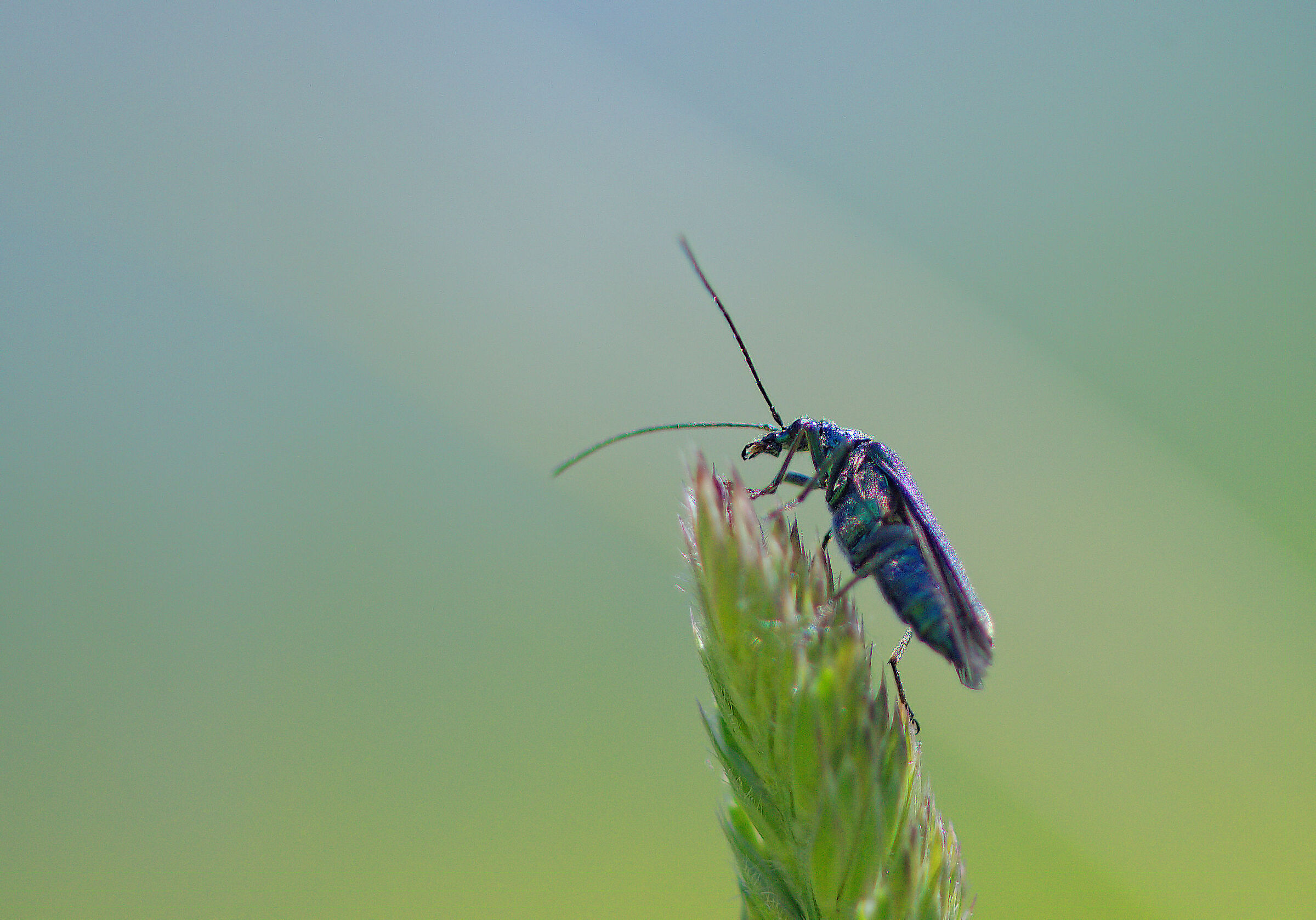 Oedemera nobilis