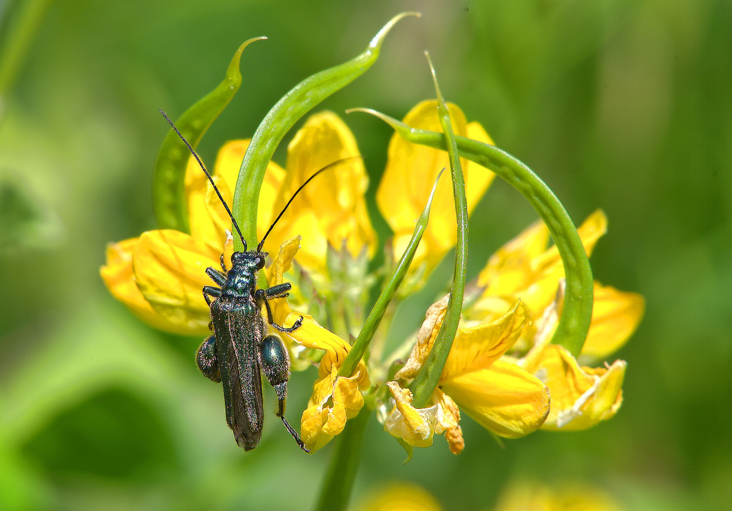Oedemera nobilis