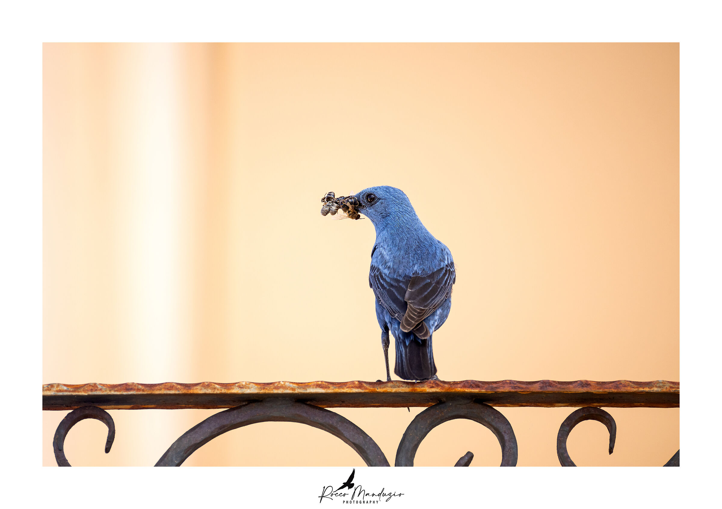 Passero solitario