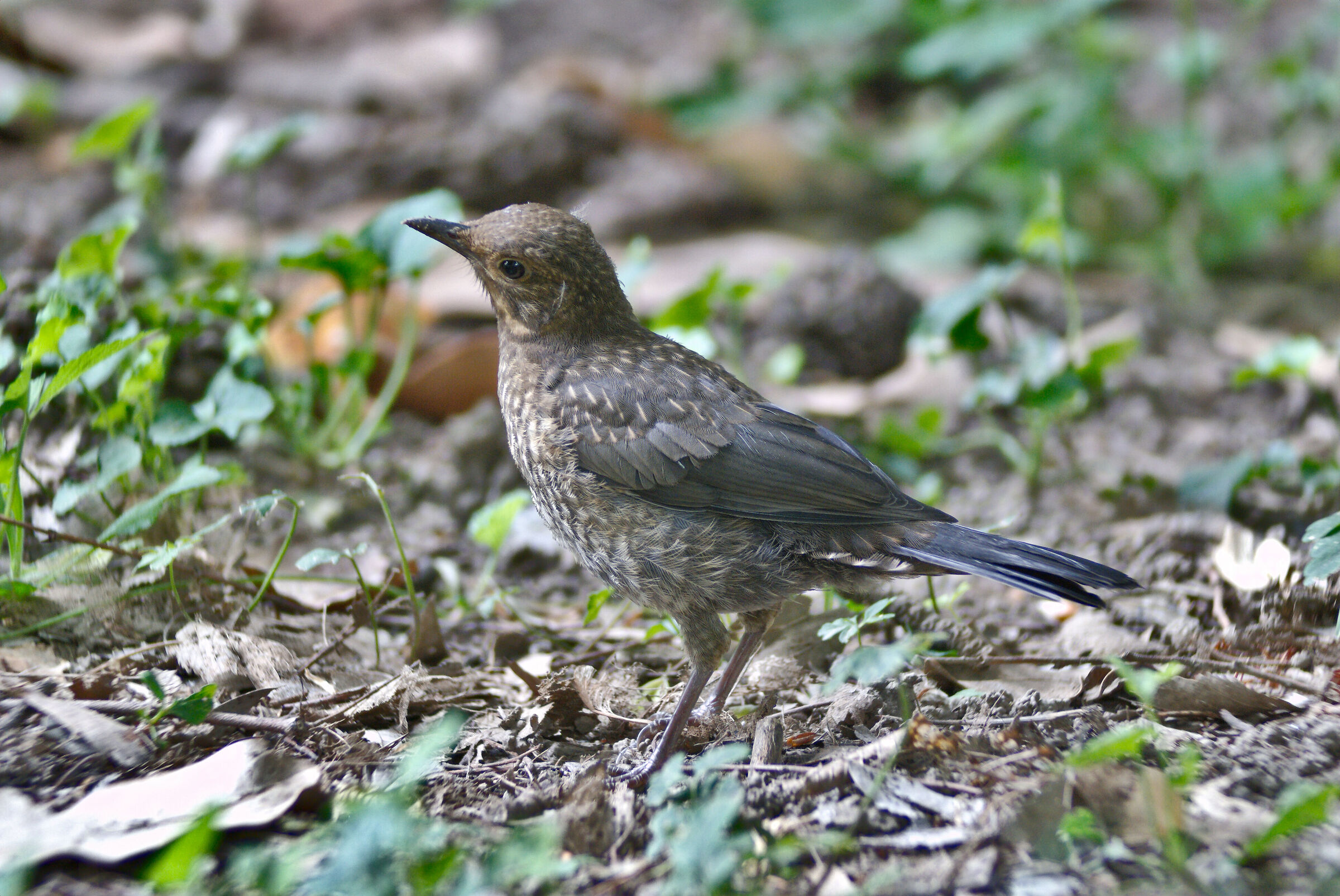 Merlo novello. 04/05/25.