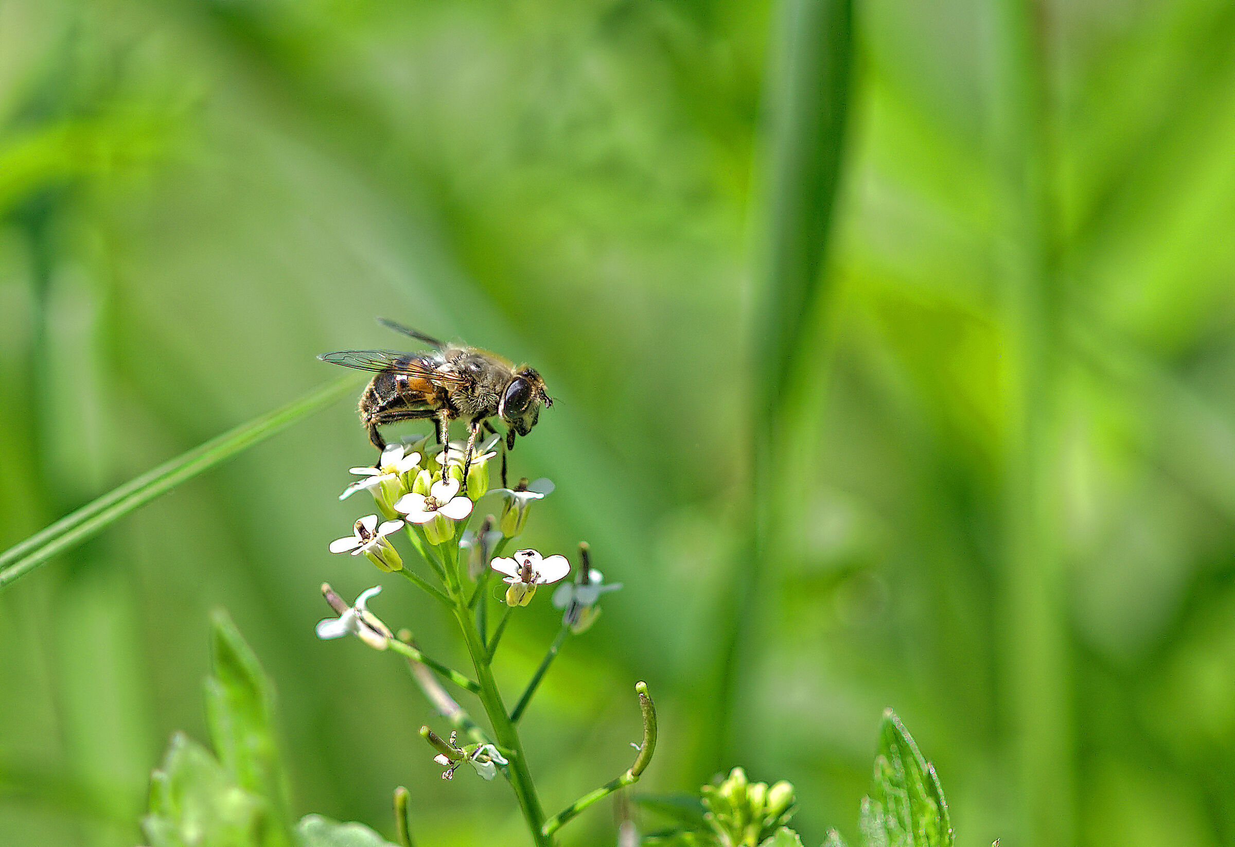 Eristalis pertinax