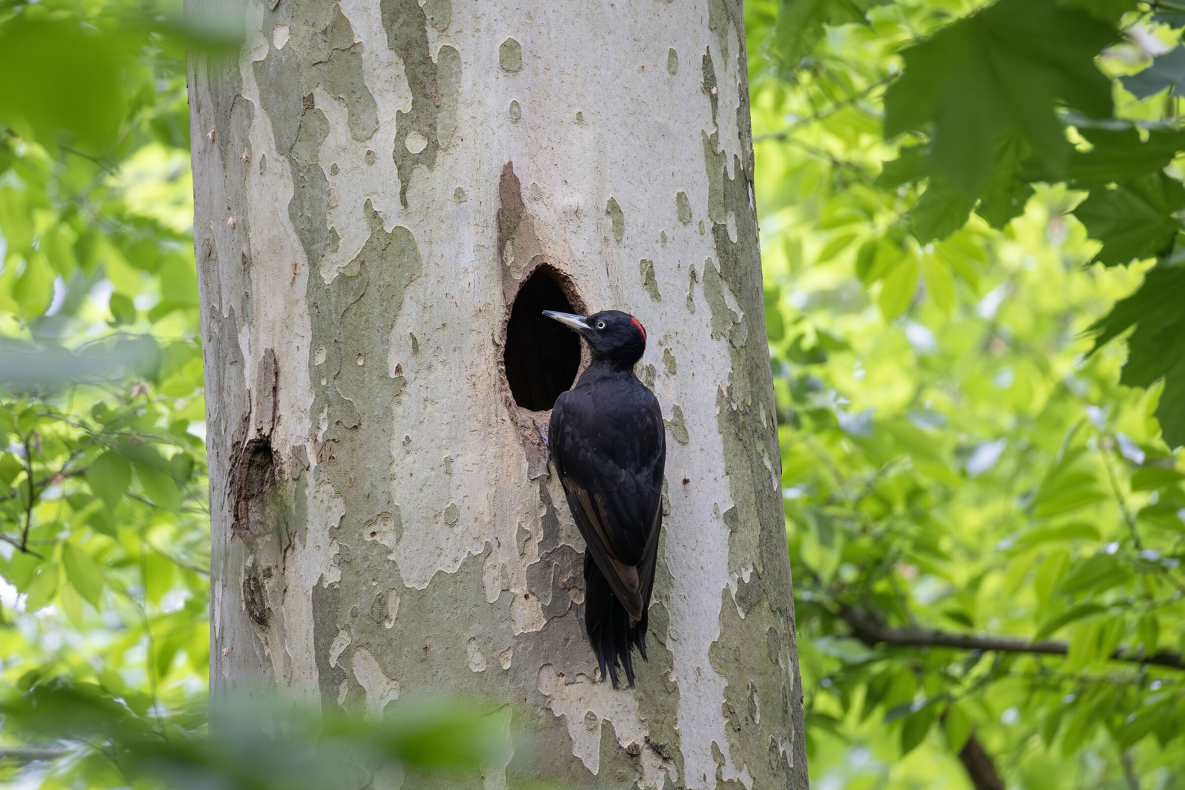Black woodpecker