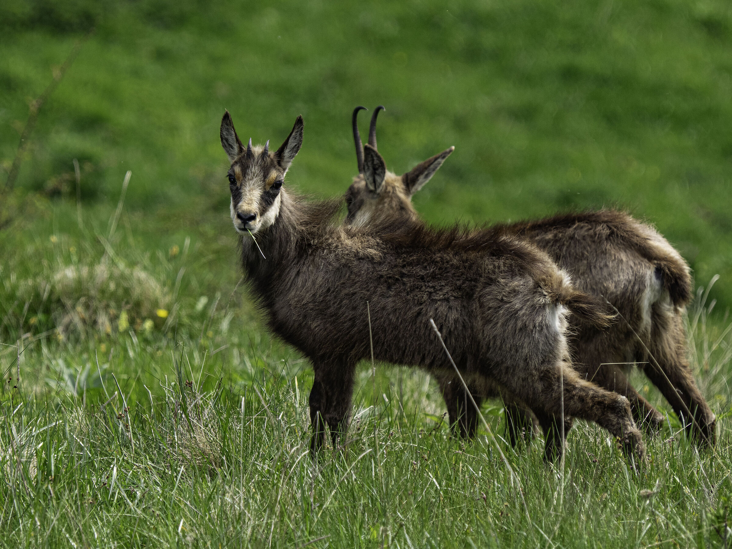 chamois in Grappa