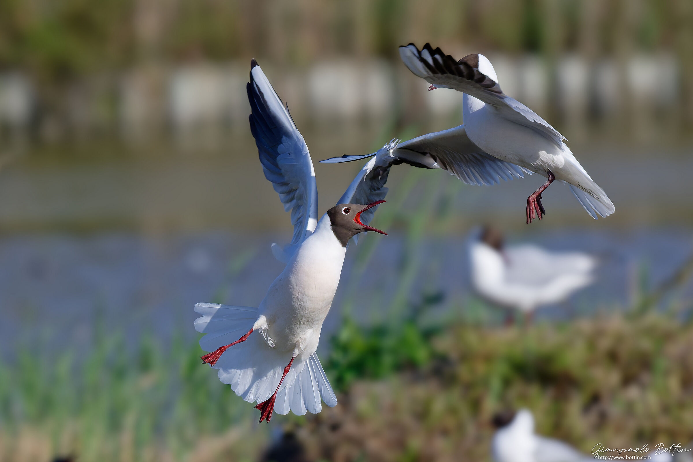 Gulls
