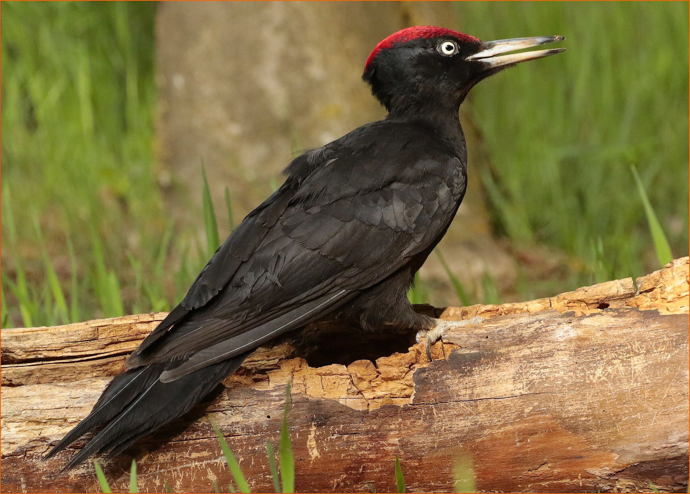 ''Black Woodpecker''