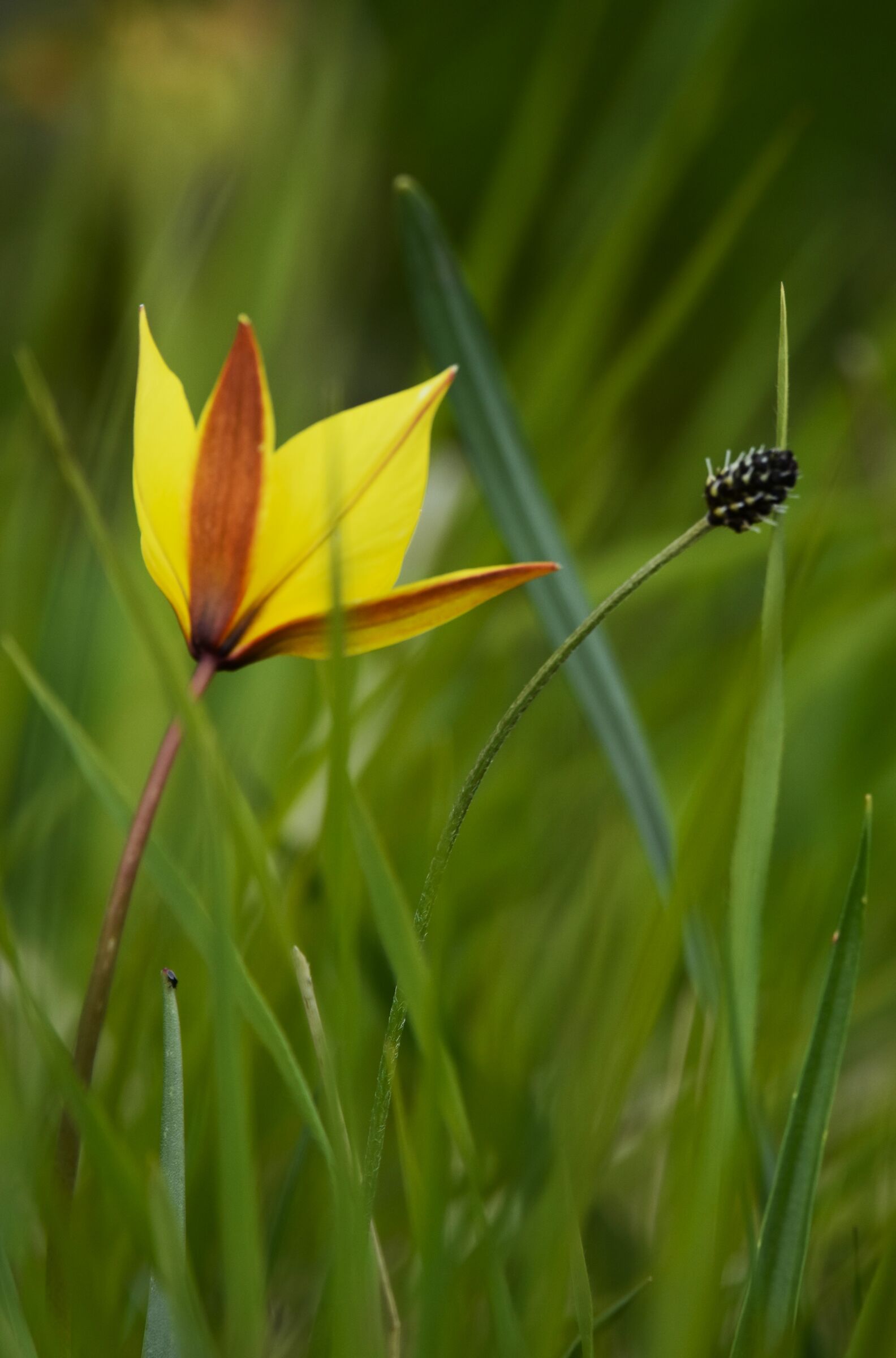 Tulipa sylvestris