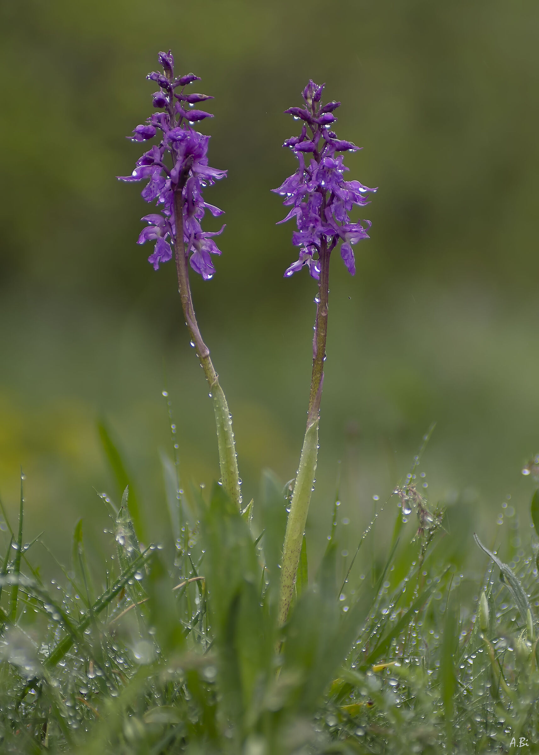 Orchis mascula