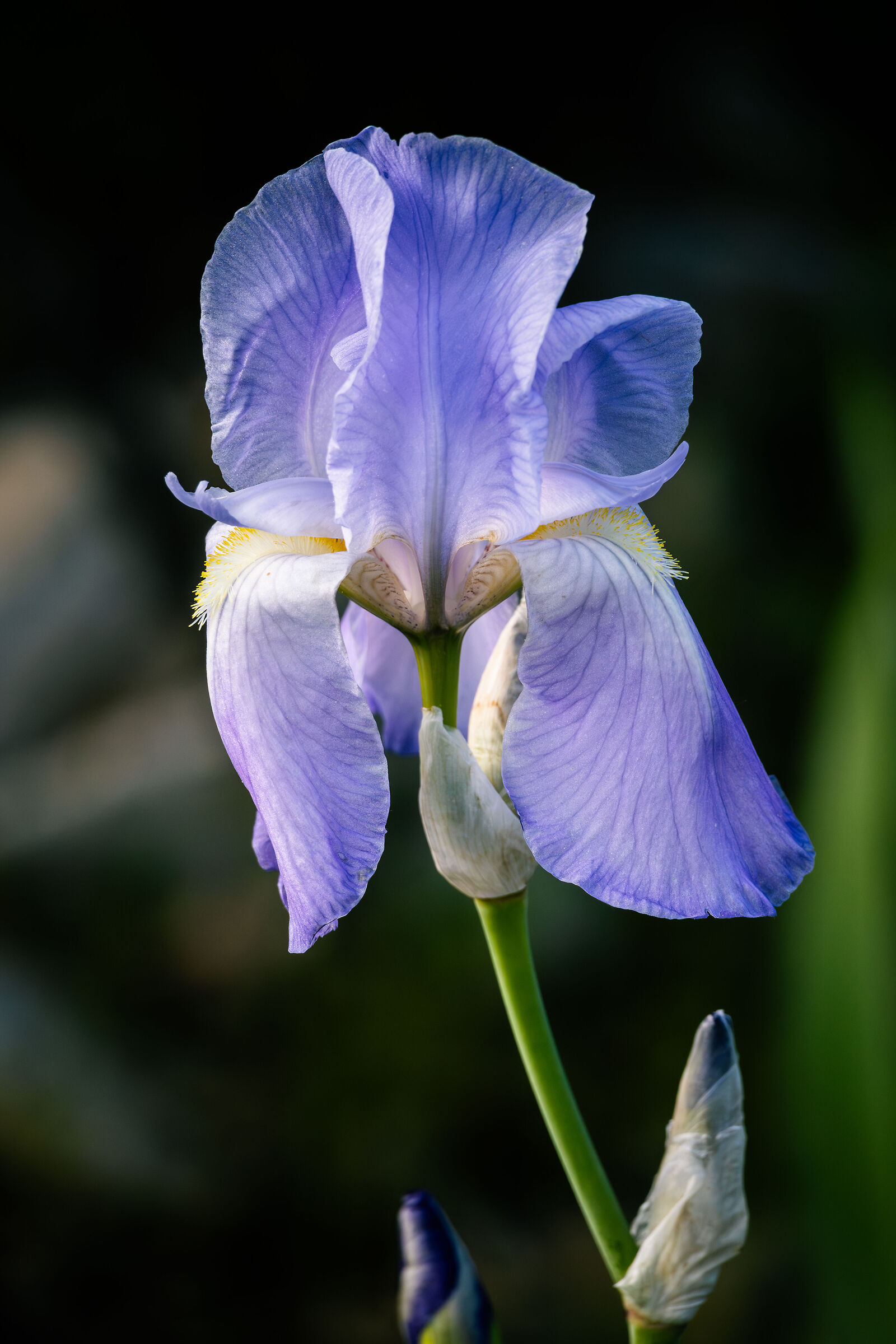 Iris