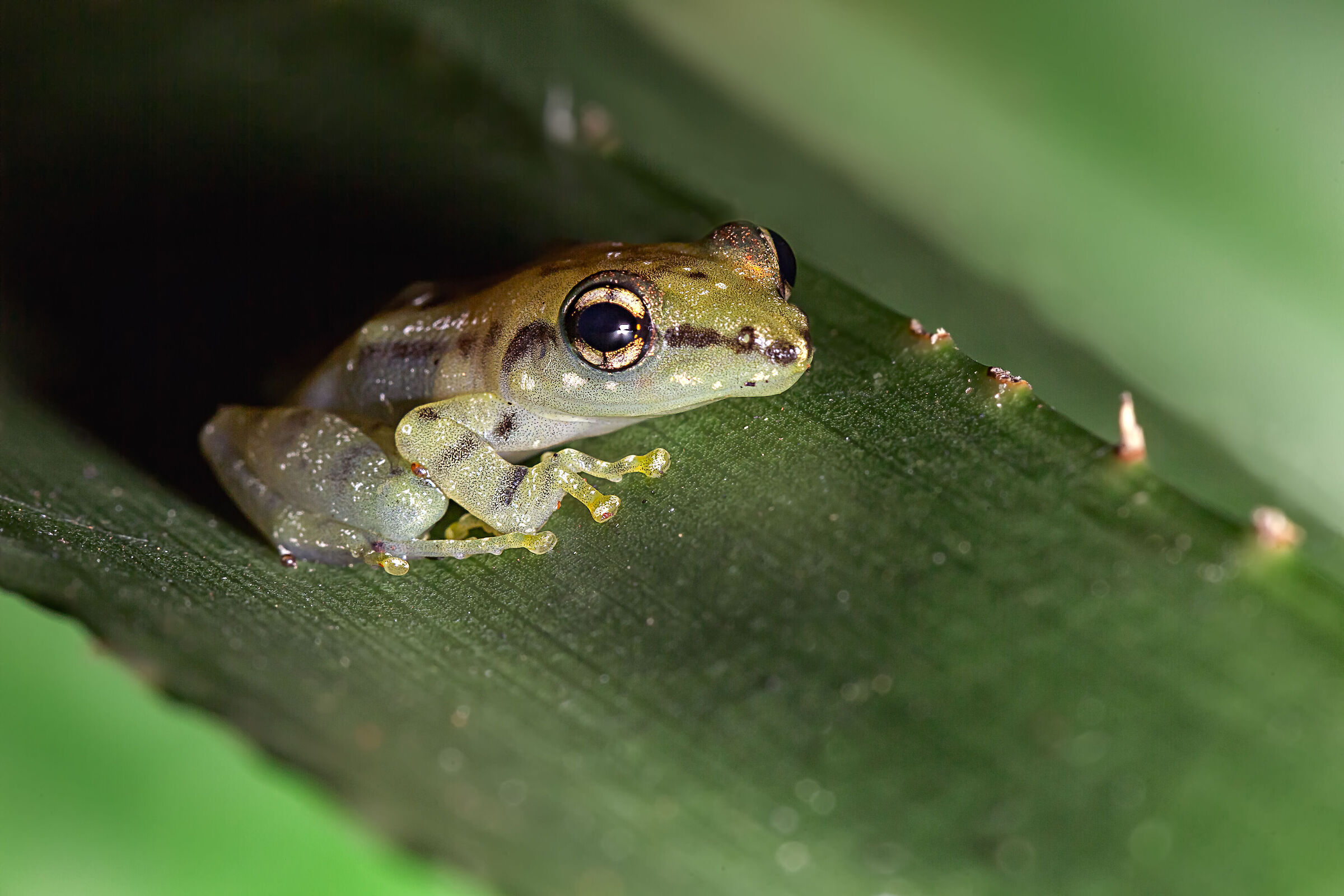 Green frog on a leaf