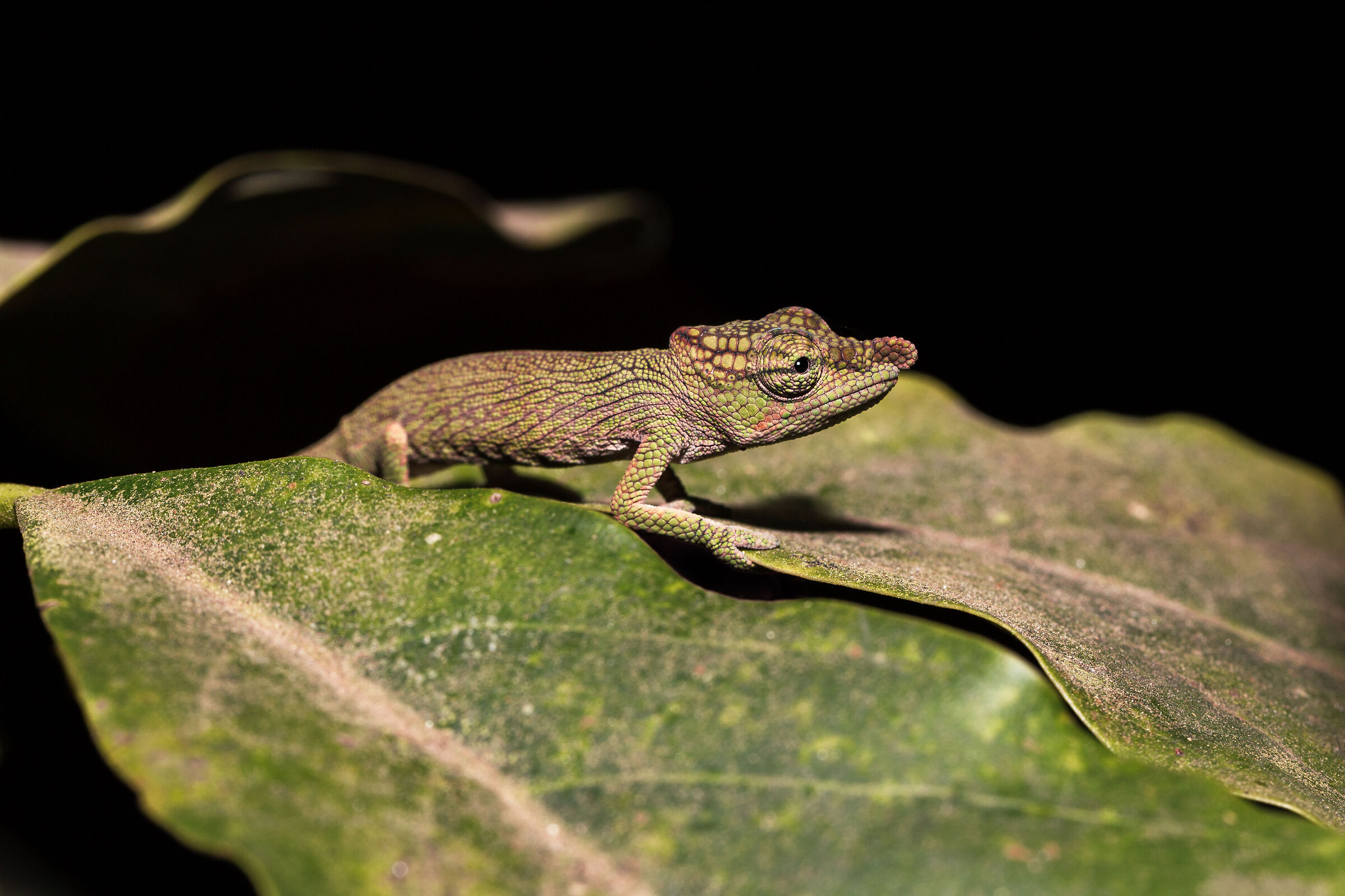 Small cameleon