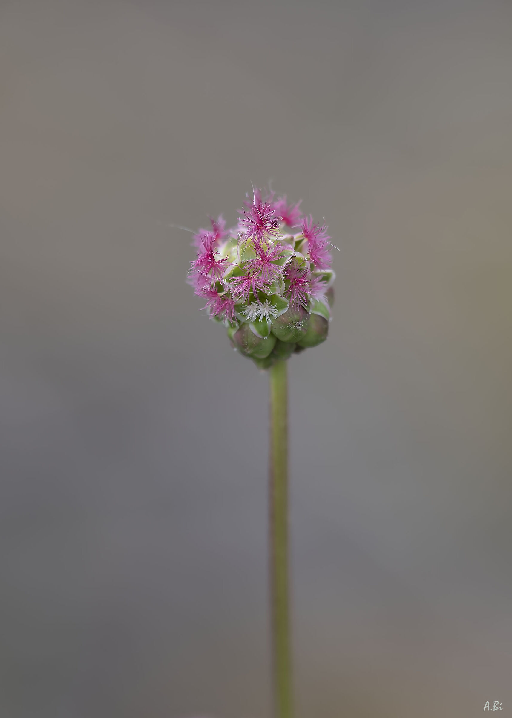 Piccolo e bello