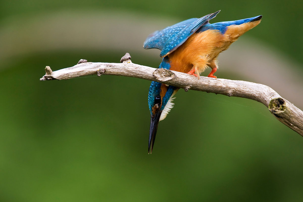 Alcedo