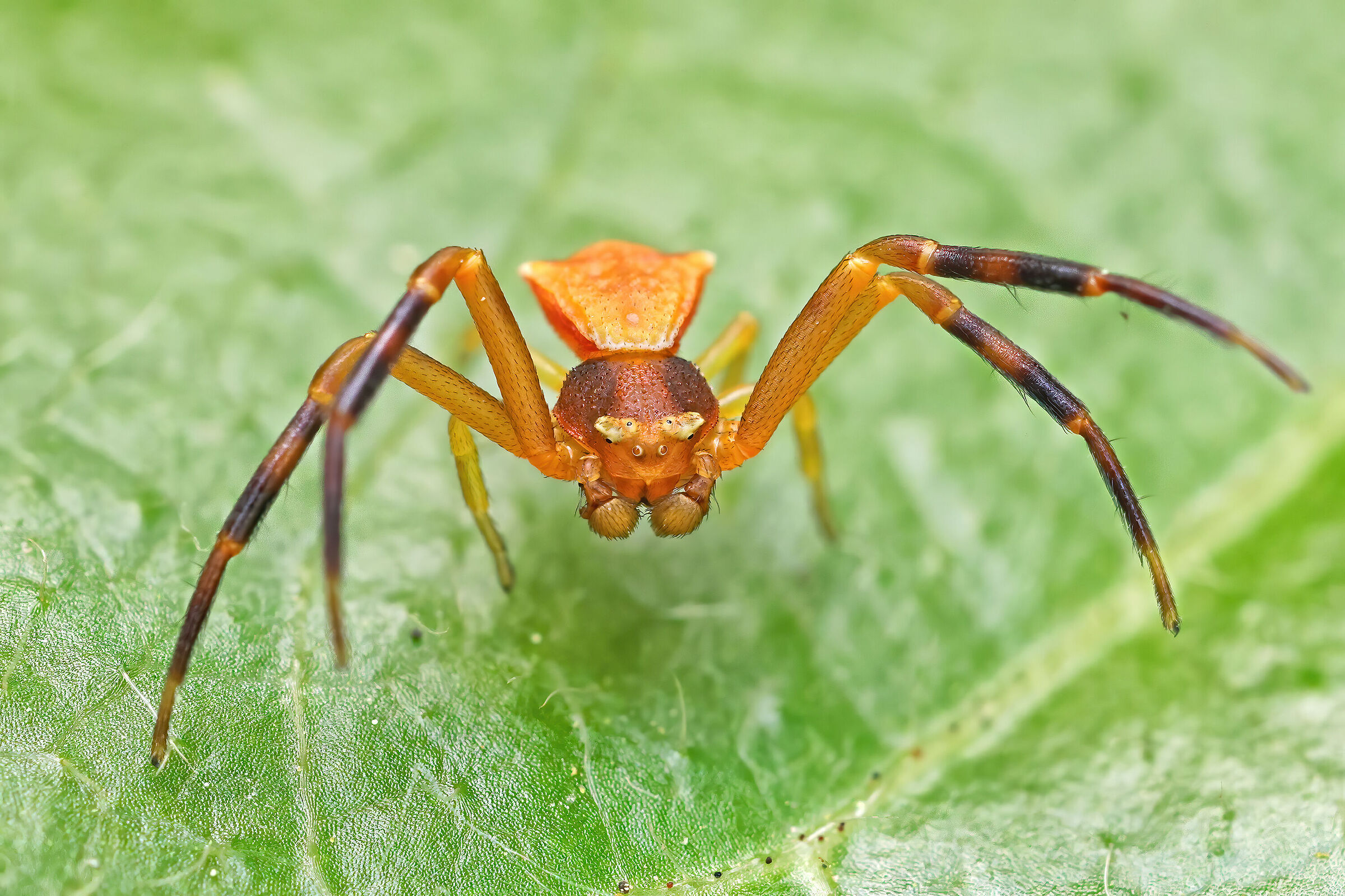 Thomisidae