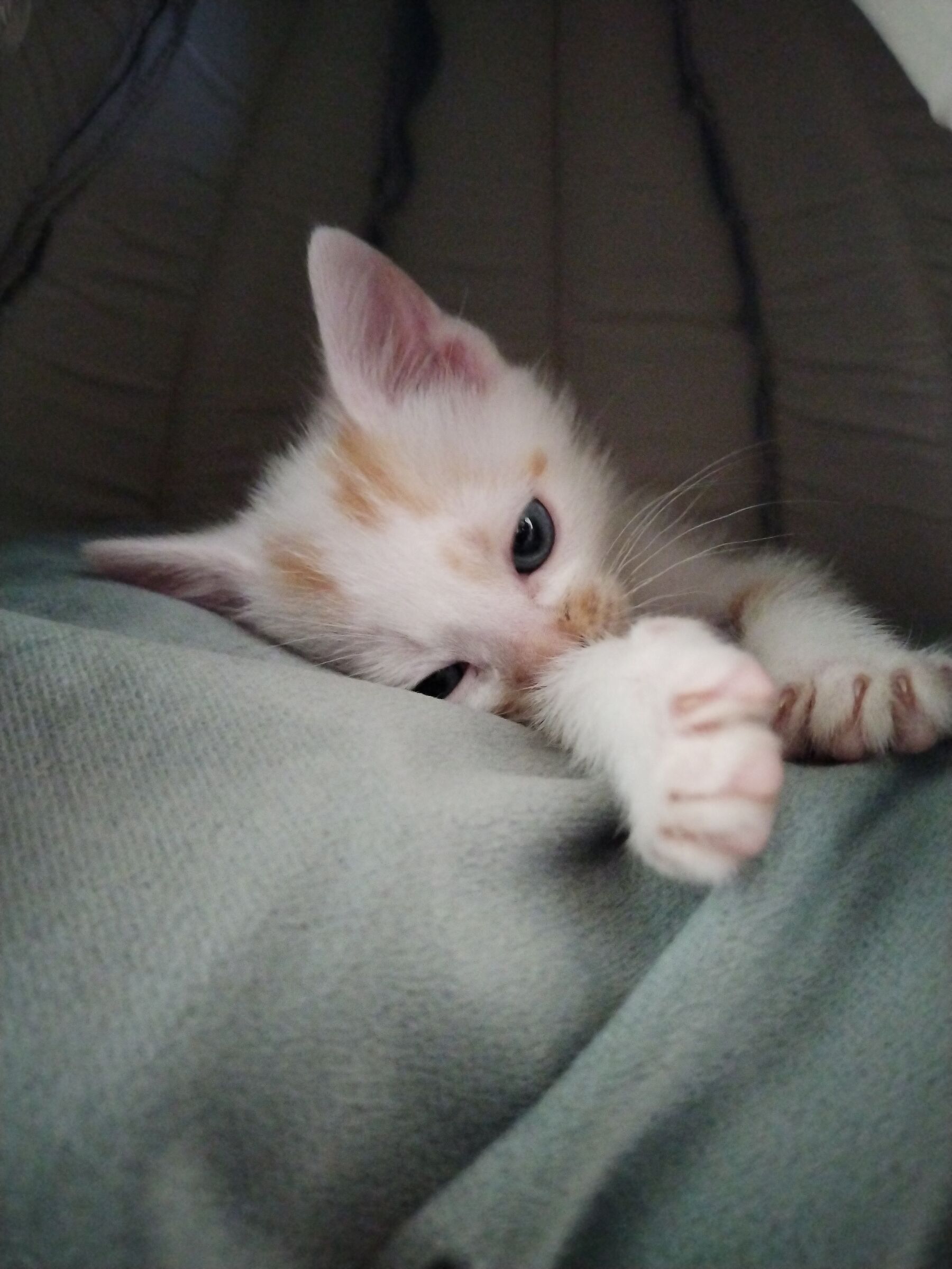 Max