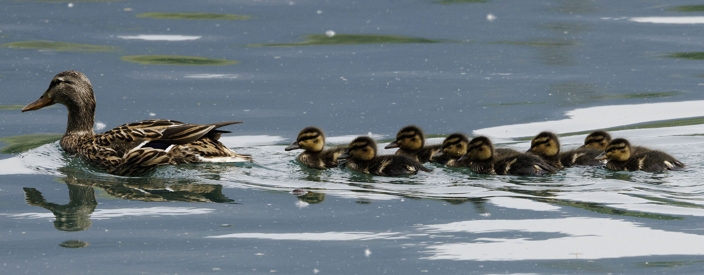 Female duck with 8 calves Imbersago LC 3/05/2025