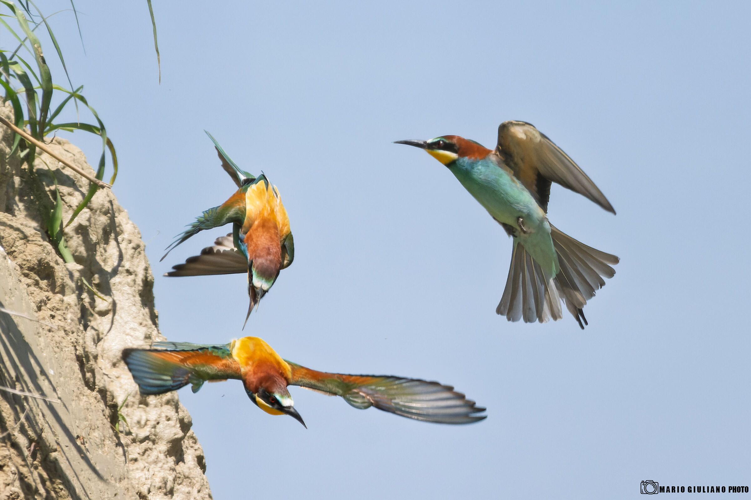 a two three .... bee-eaters!!