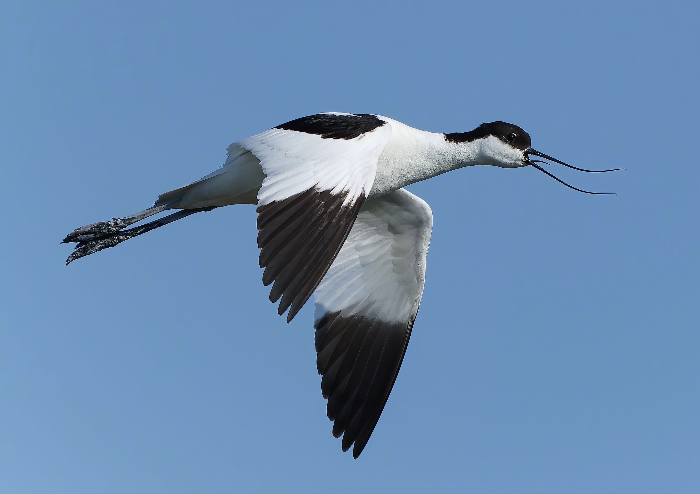 Avocetta
