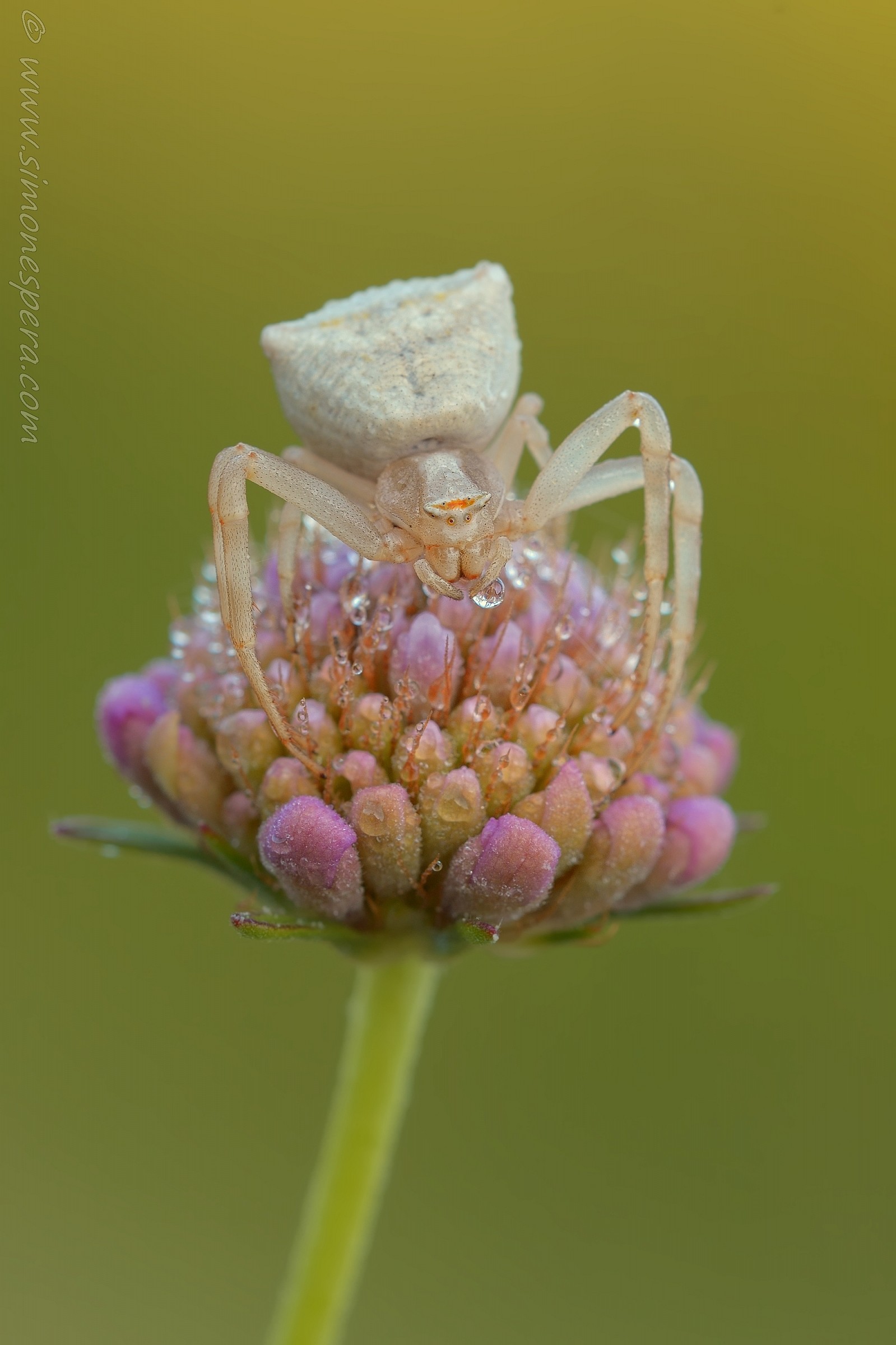 Thomisidae...