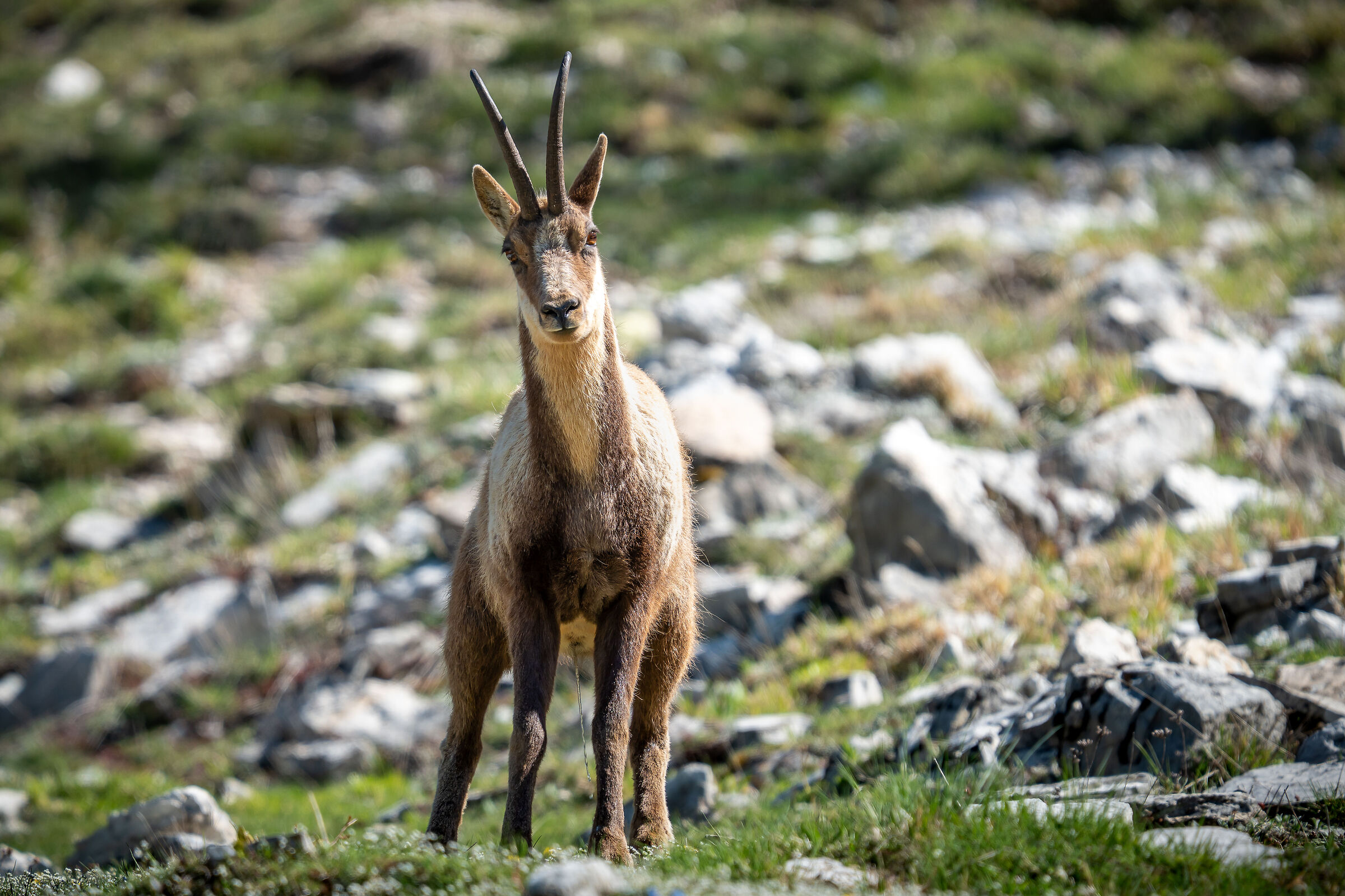 Camoscio appenninico