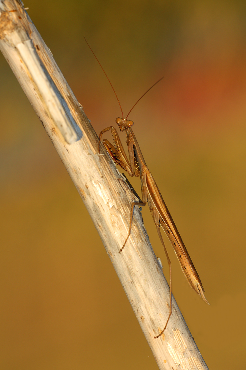 Mantide religiosa (Mantidae)