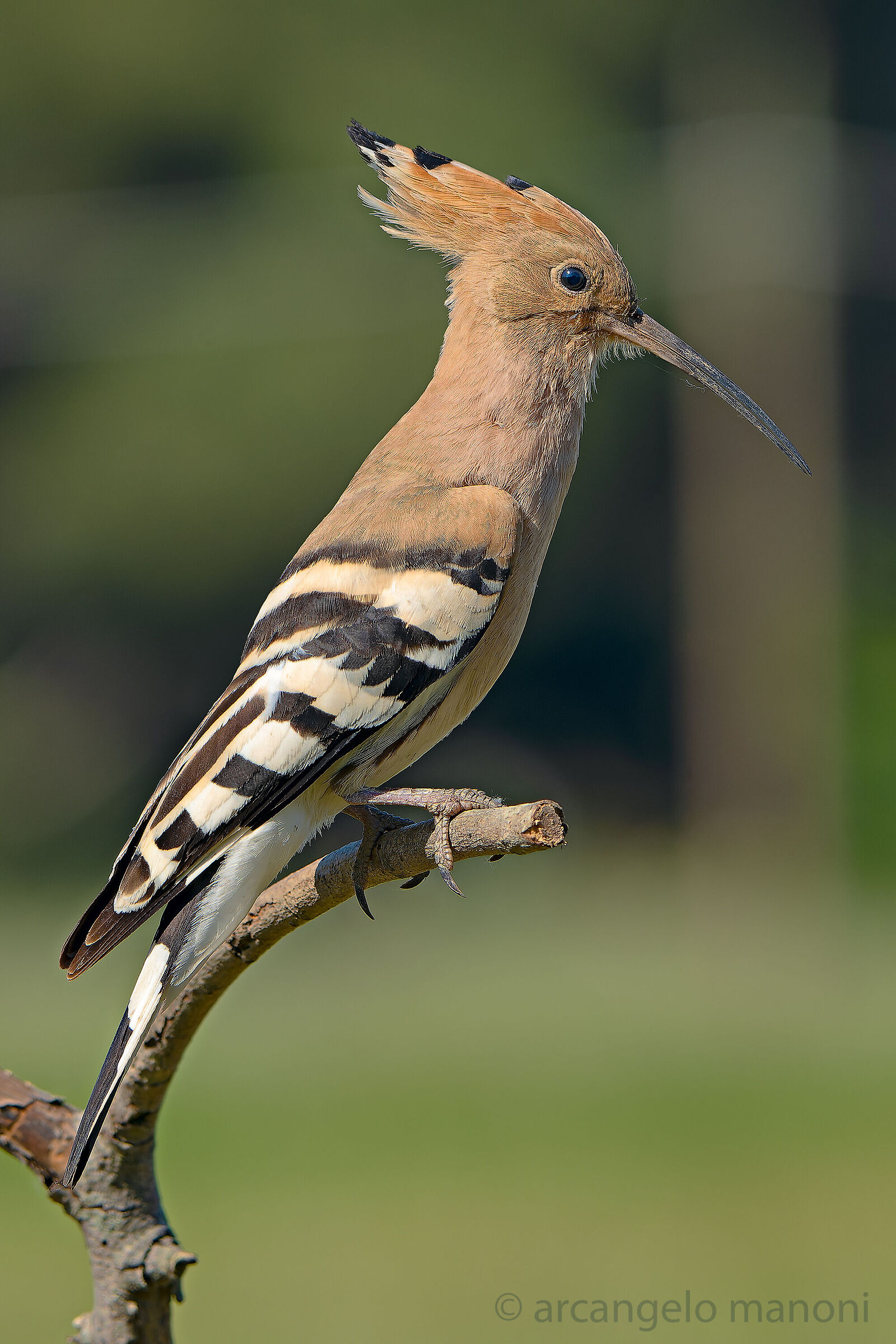 Hoopoe epops