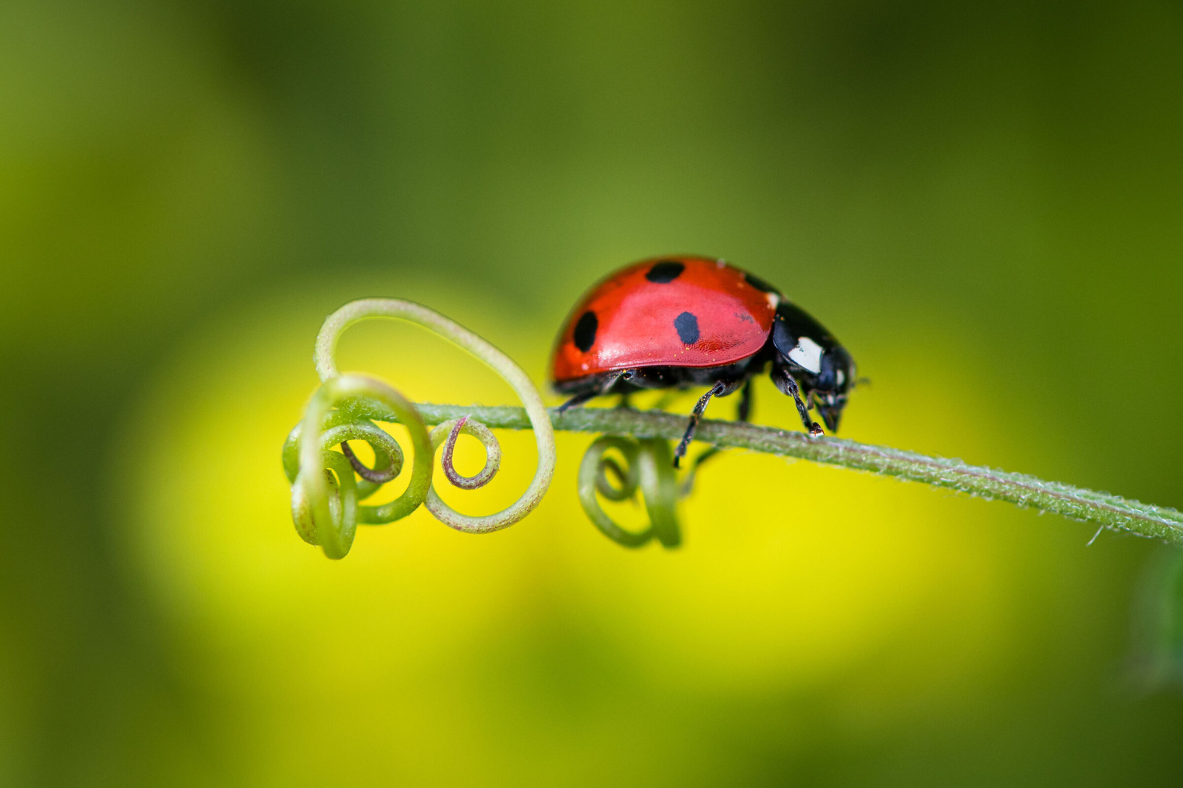 Ladybug and geometries ... (Ladybug on twig)