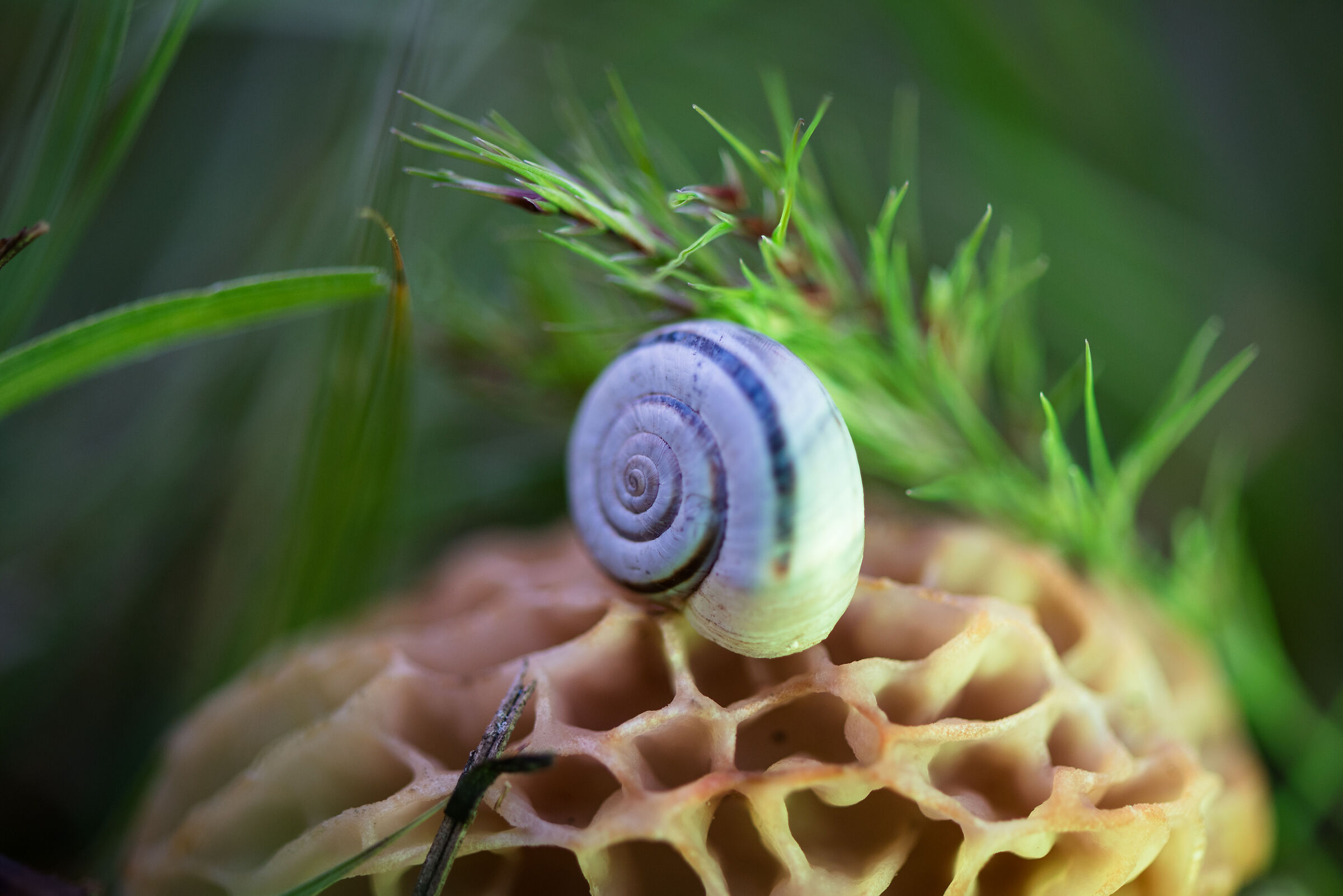 Spring undergrowth ... (Grass, fungi (goad))