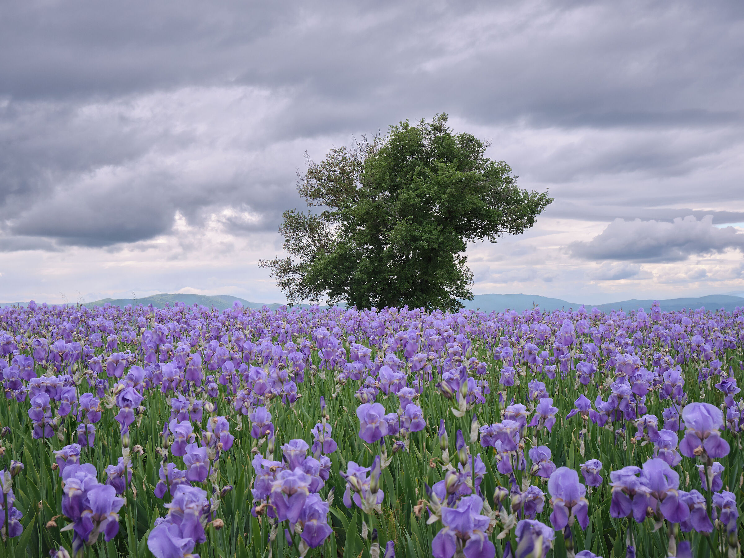 In the field of iris