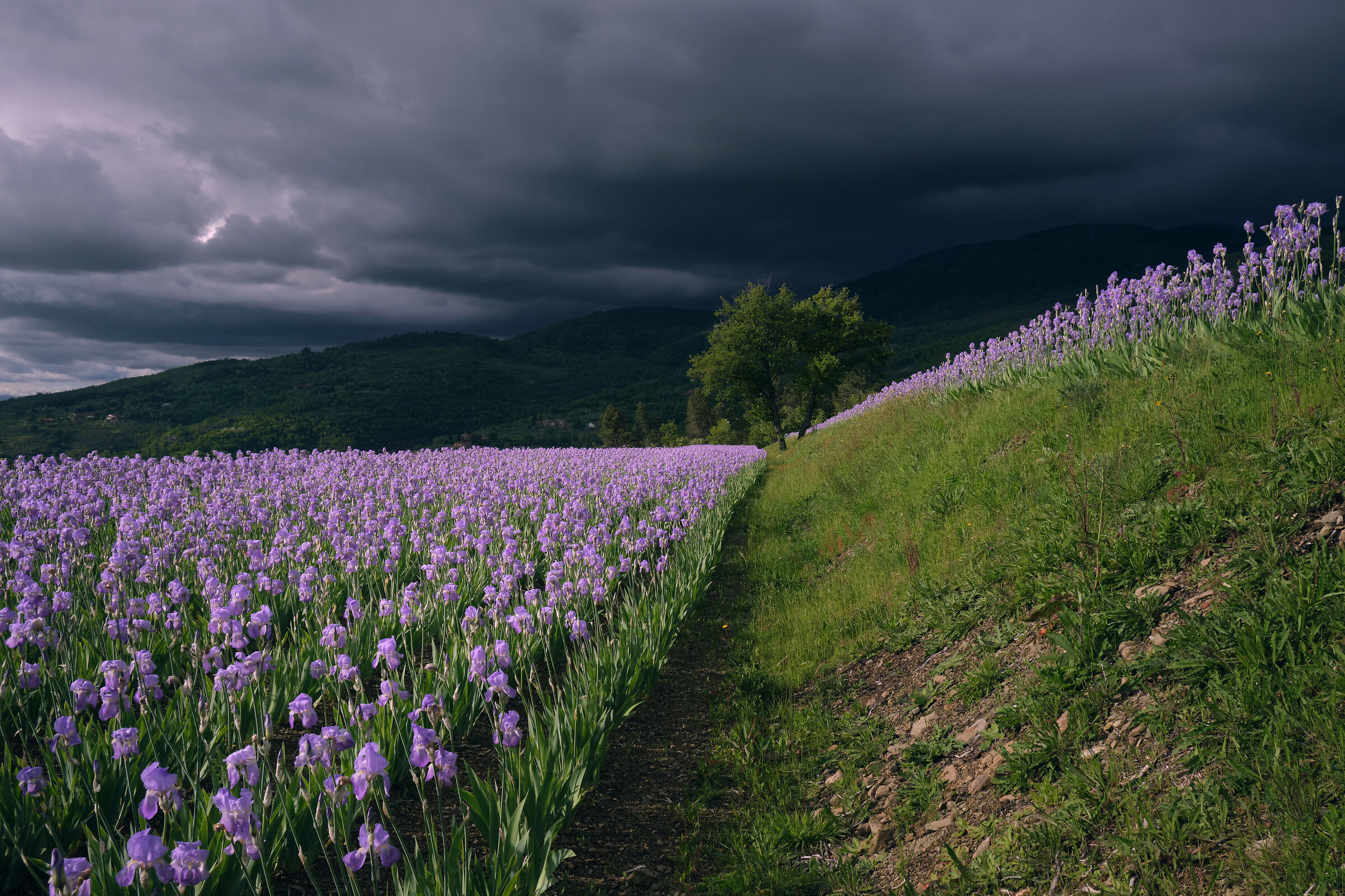 Nel campo di giaggioli prima del temporale