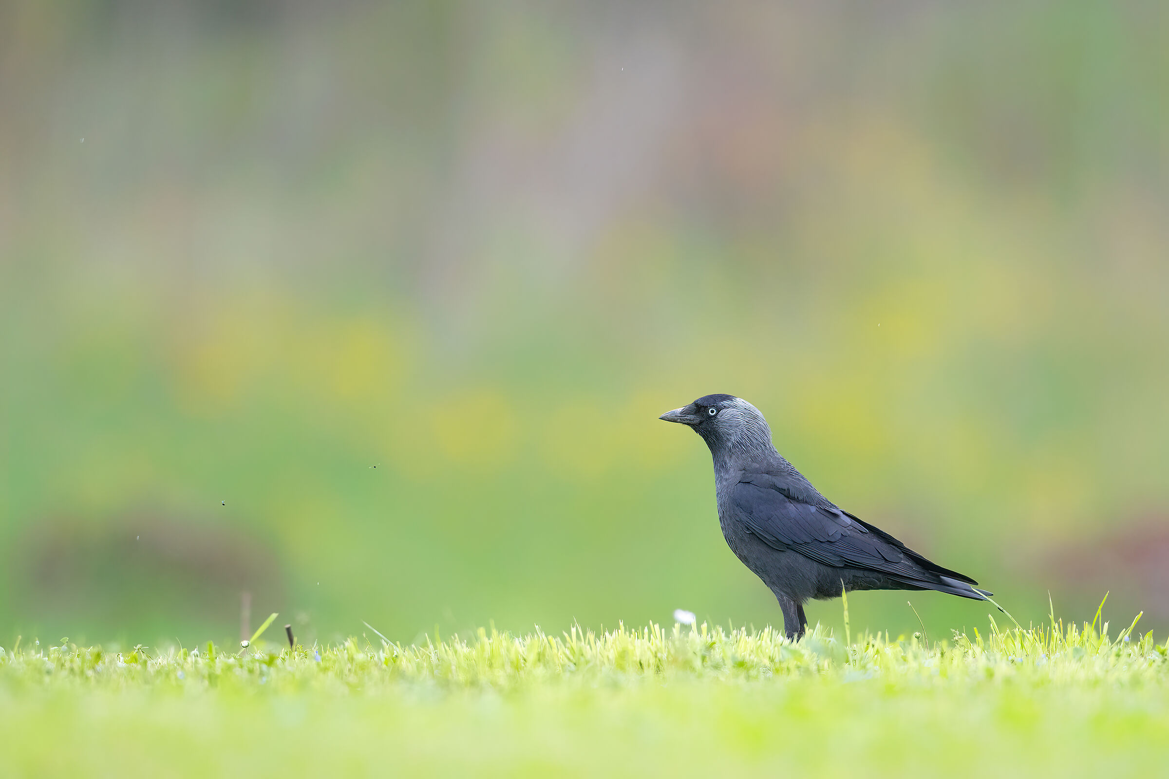 Jackdaw