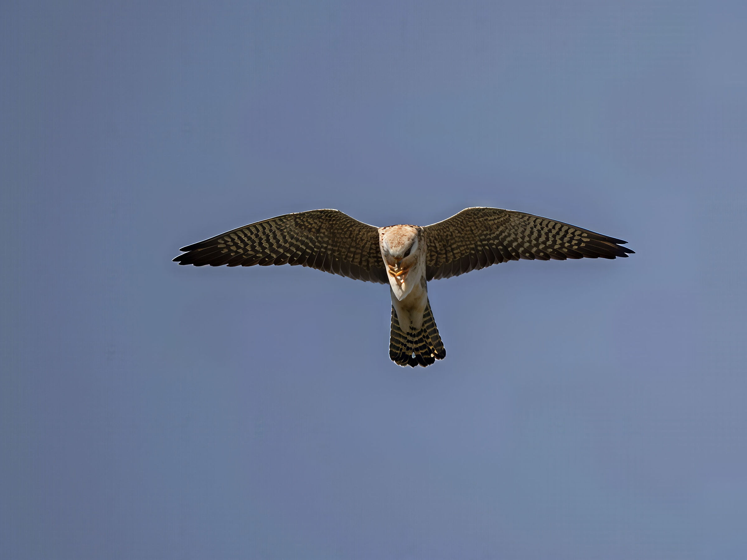 Cuckoo Falcon