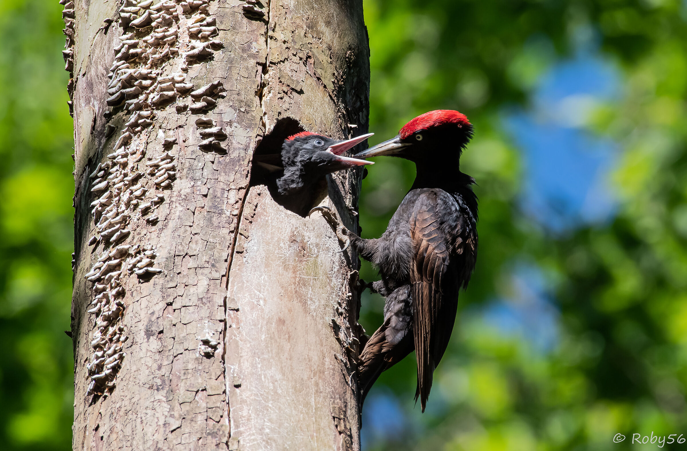 Black with offspring.